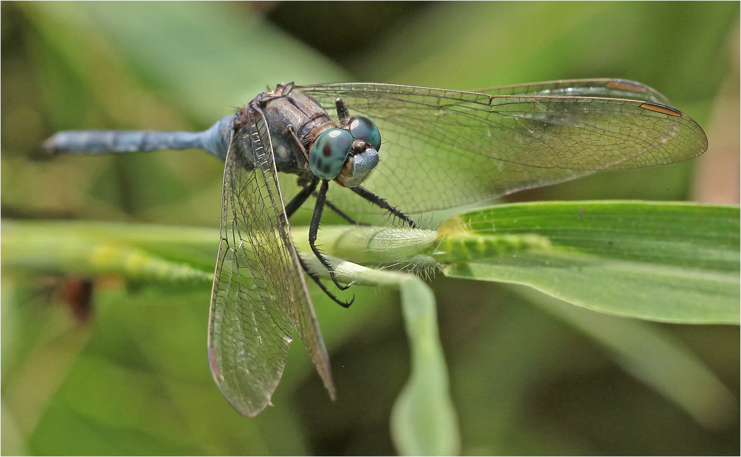 Epaulet Skimmer male, Ghana, Twifo Atti-Morkwa, 20/01/2026