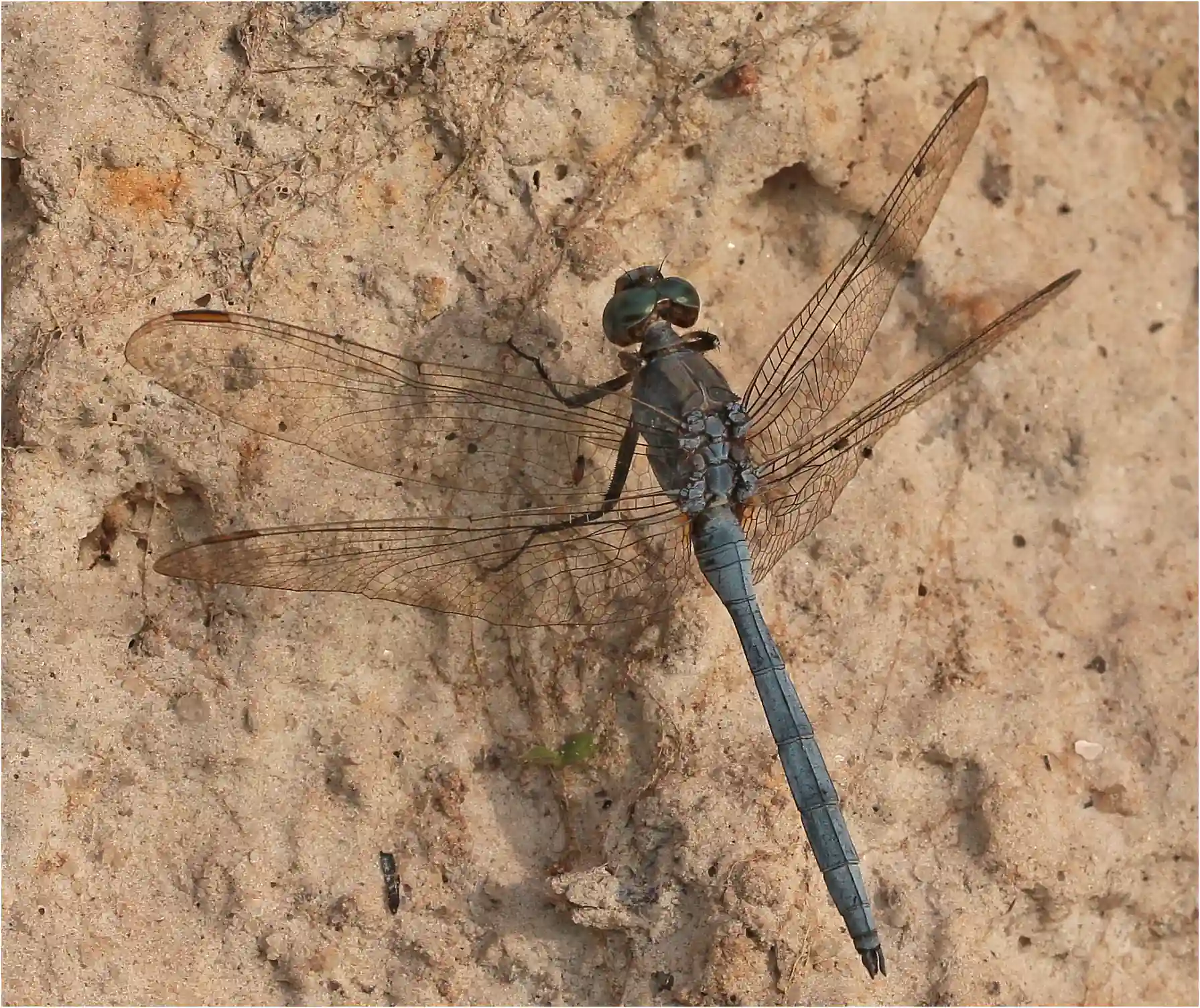 Orthetrum chrysostigma mâle, Ghana, Ejisu on Bafo River, 21/01/2026