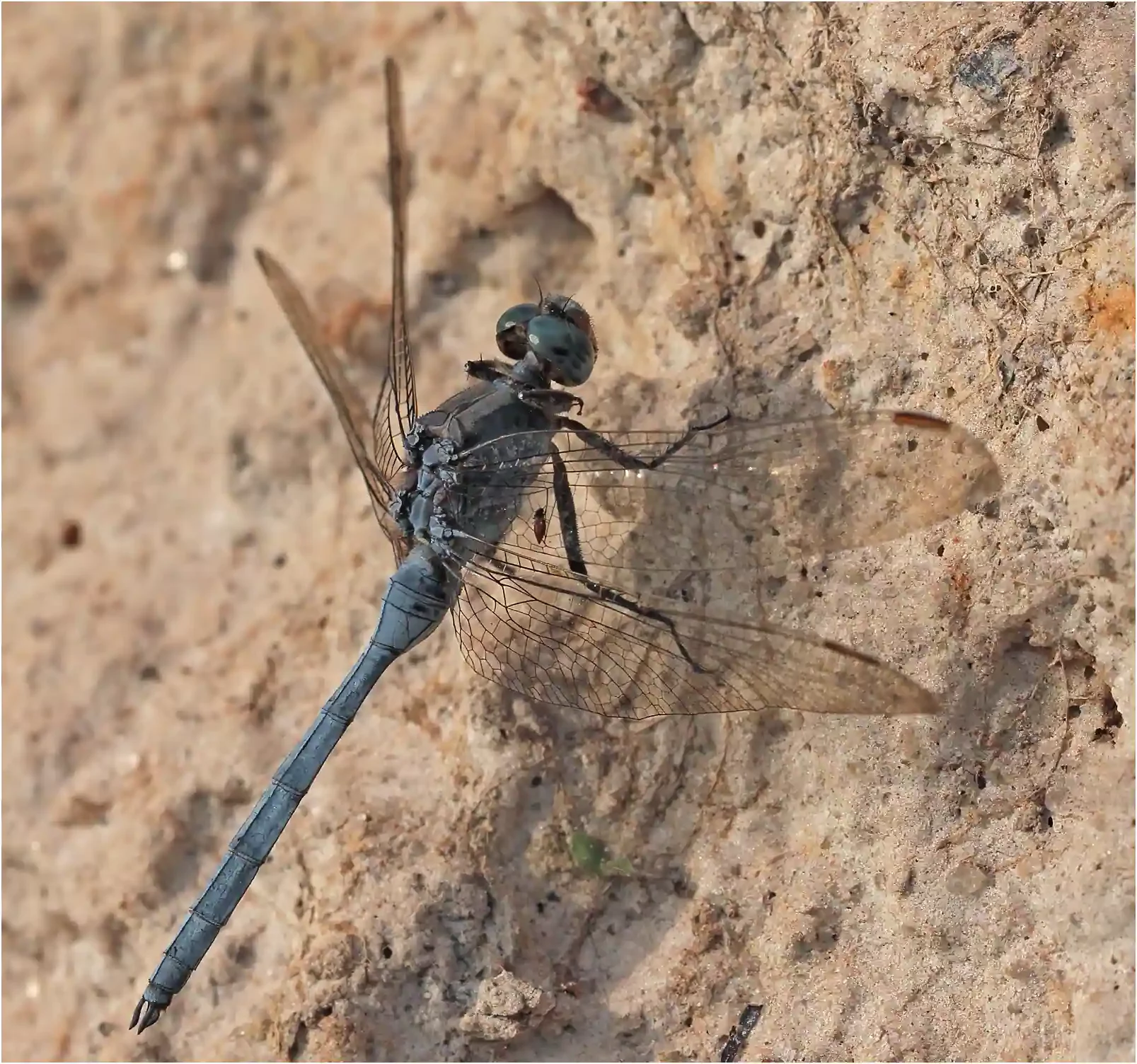 Epaulet Skimmer male, Ghana, Ejisu on Bafo River, 21/01/2026
