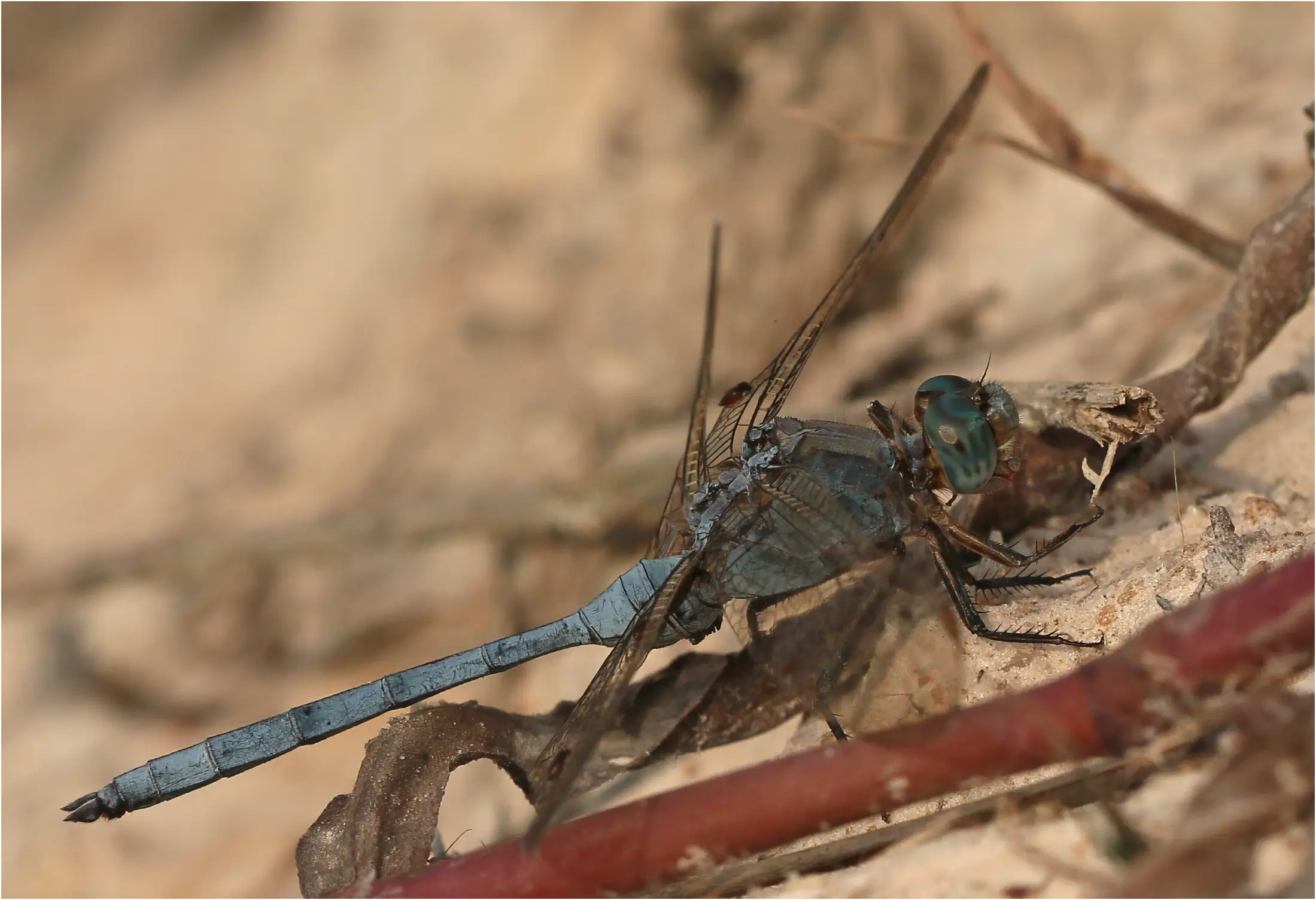 Epaulet Skimmer malele, Ghana, Ejisu on Bafo River, 21/01/2026
