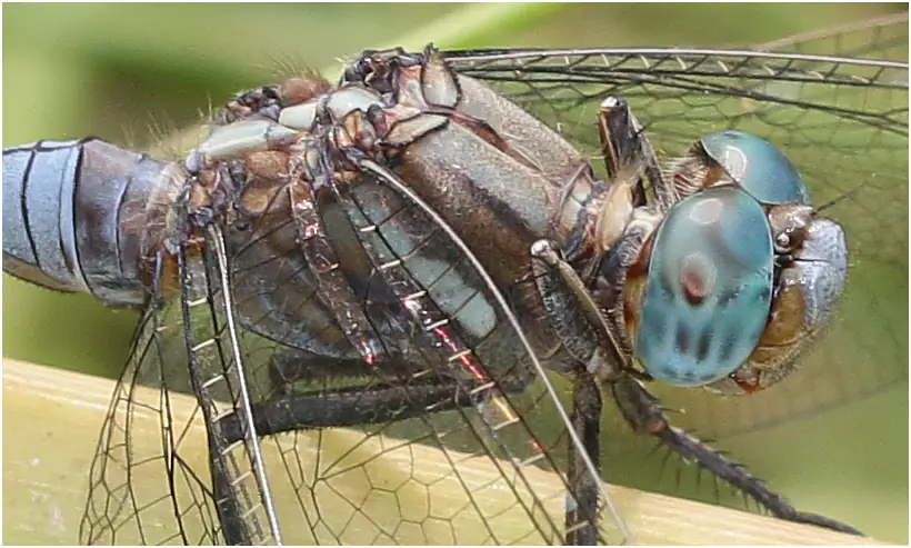 Orthetrum chrysostigma mâle, Ghana, Twifo Atti-Morkwa, 20/01/2026