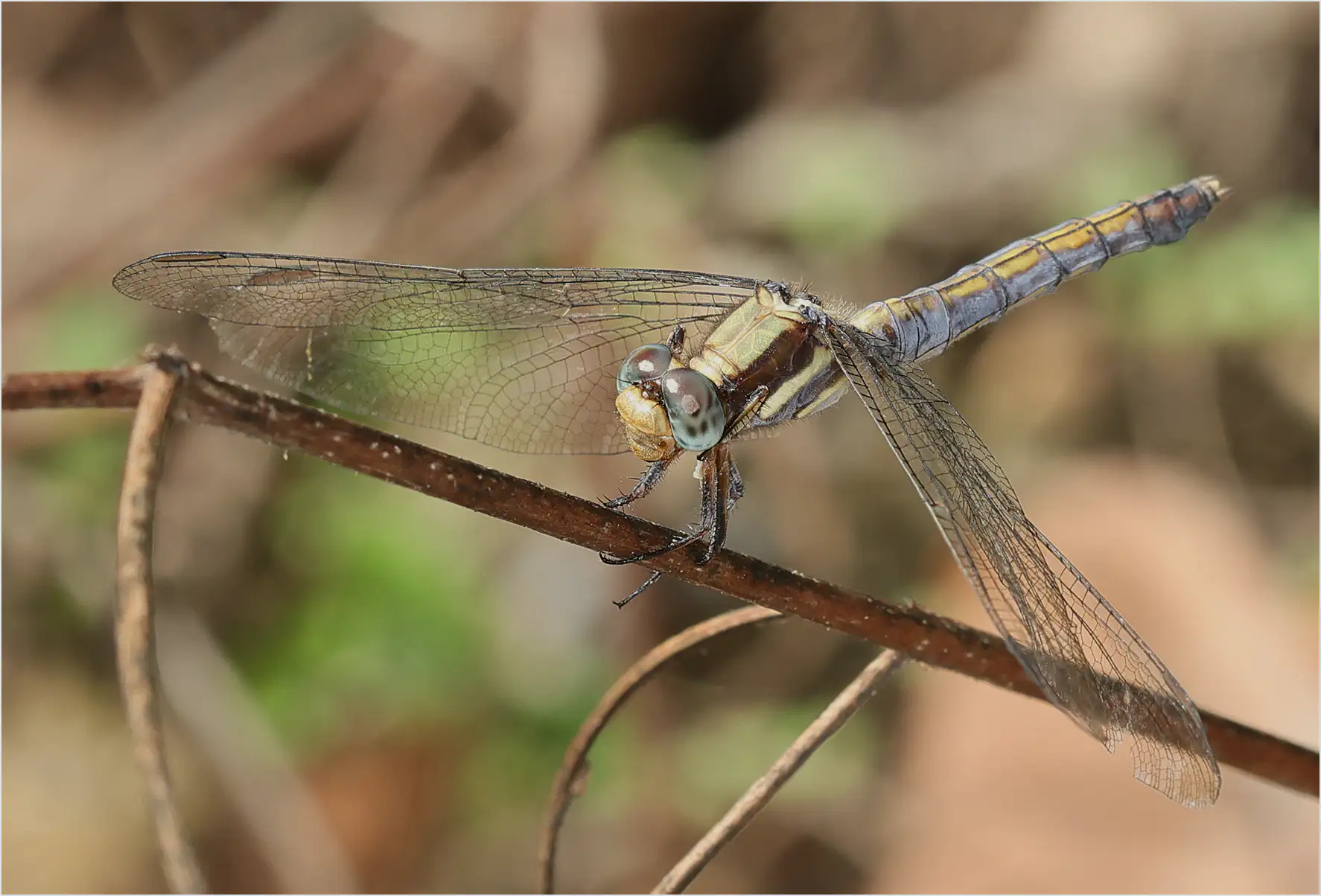 Orthetrum glaucum femelle, Thaïlande, Chiang Mai, 27/05/2024