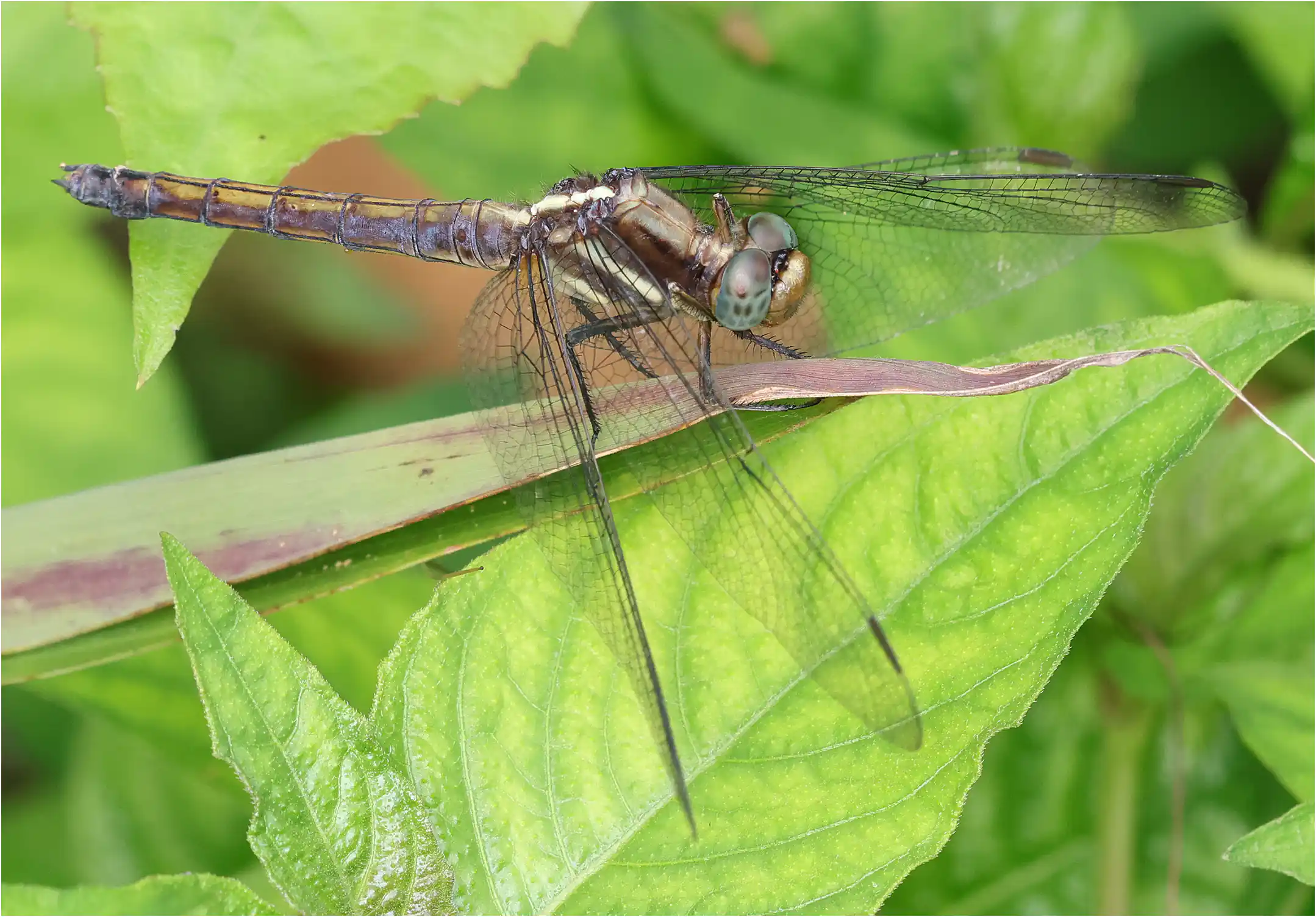 Orthetrum glaucum femelle, Thaïlande, Hua Sai Lueang Waterfall, 04/06/2024
