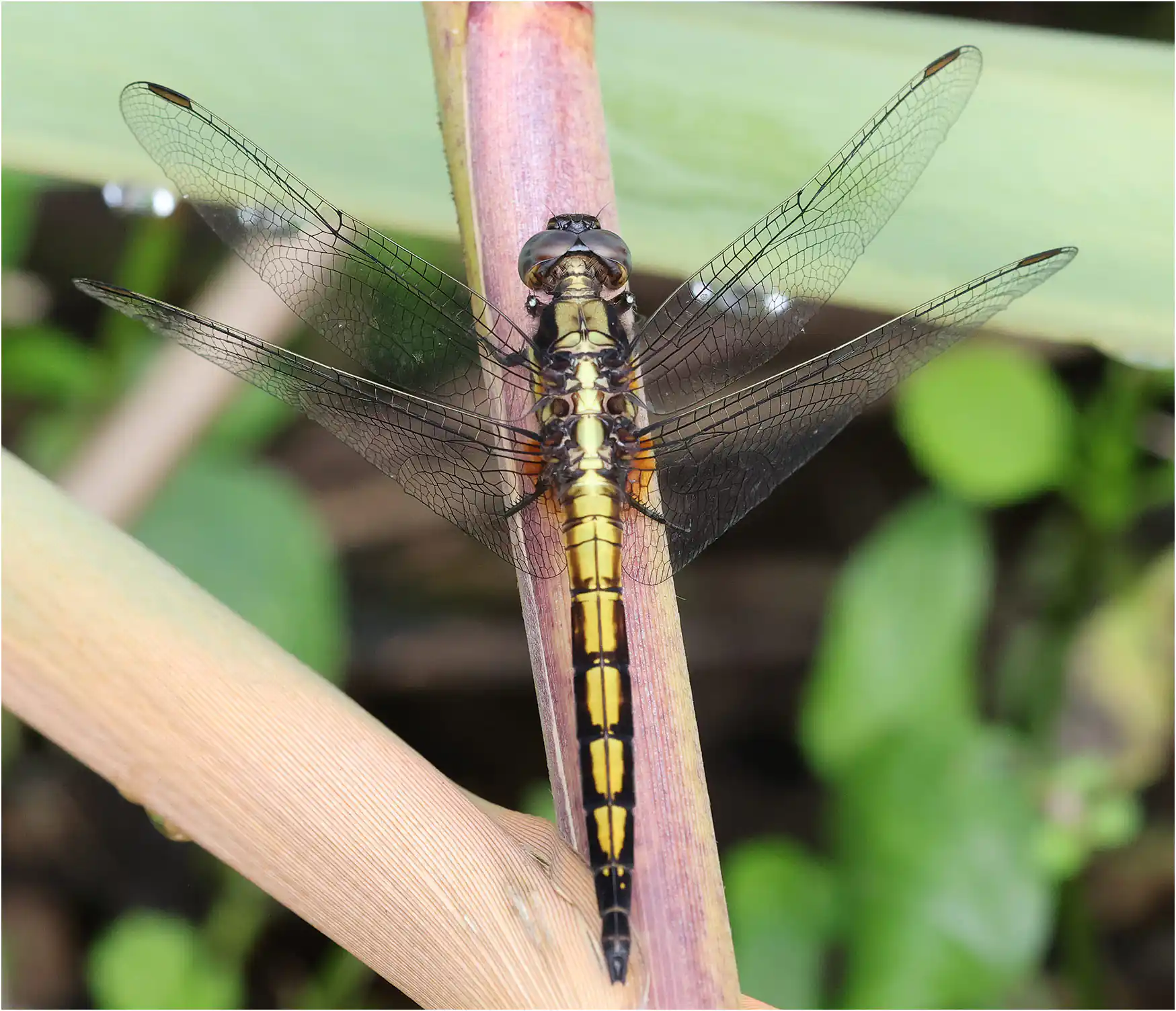 Orthetrum glaucum mâle immature, Thaïlande, Siriphum Waterfall, 06/06/2024