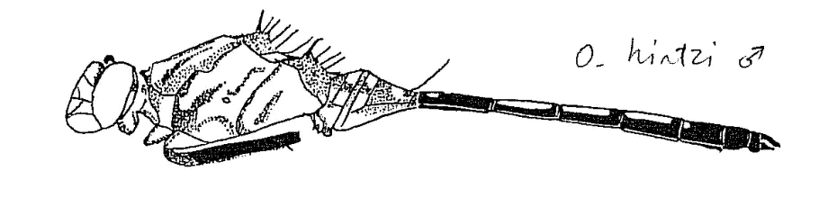 Orthetrum hintzi, dessin de Schmidt, 1951