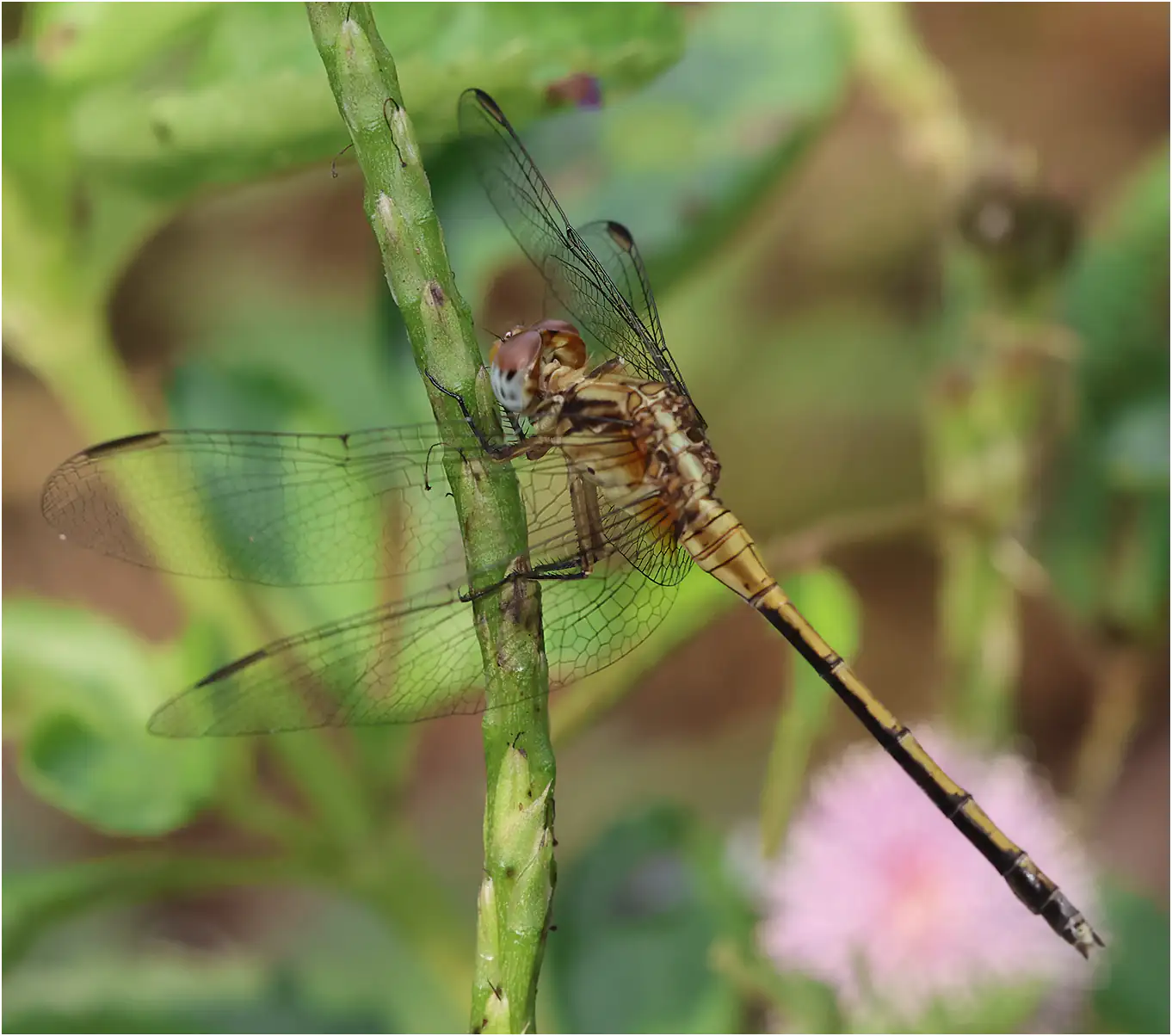 Dark-shouldered Skimmer femelle, Ghana, Kakum N. P., 14/01/2026