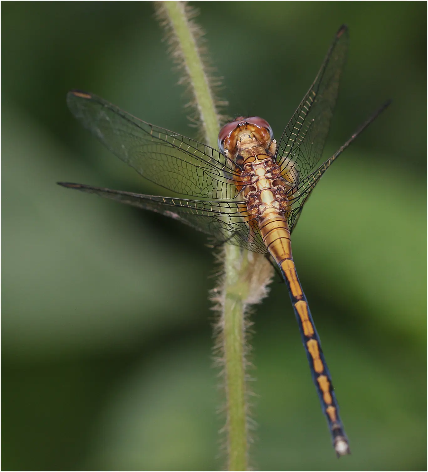 Orthetrum hintzi femelle, Ghana, Ankasa, 19/01/2026
