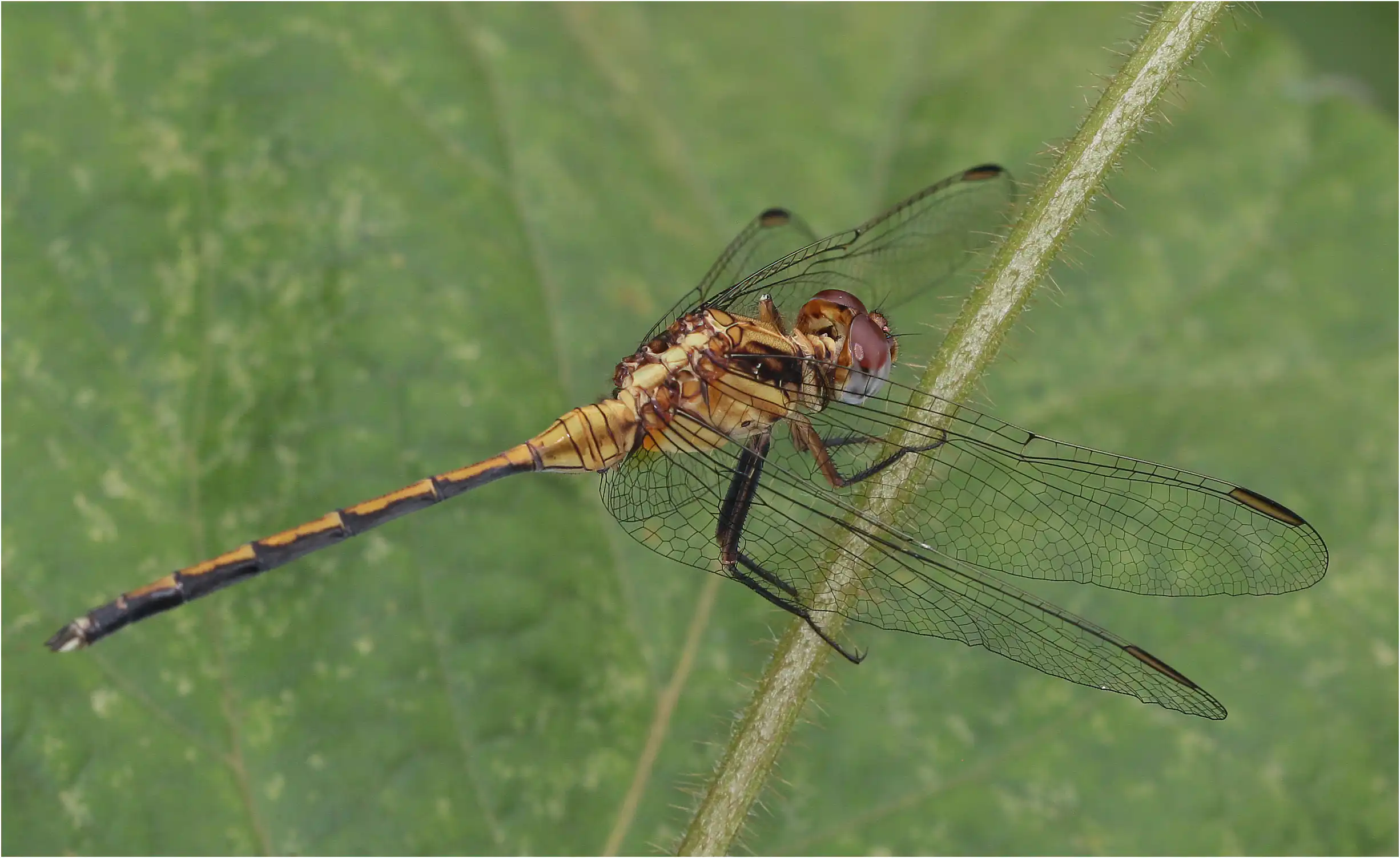Orthetrum hintzi mâle immature, Ghana, Ankasa, 19/01/2026