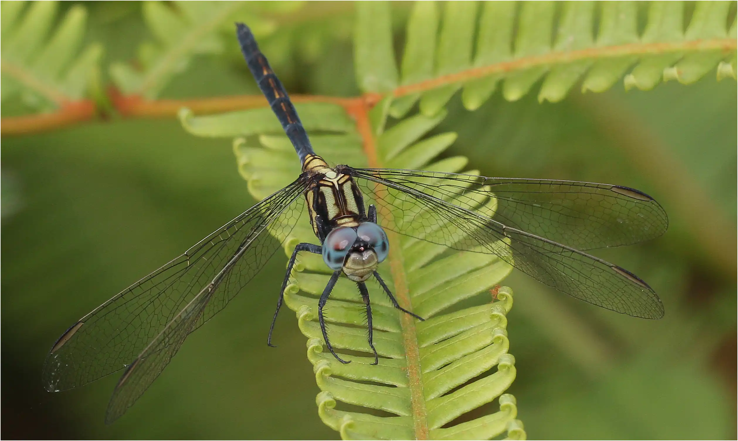 Orthetrum hintzi mâle jeune, Ghana, Ankasa, 19/01/2026