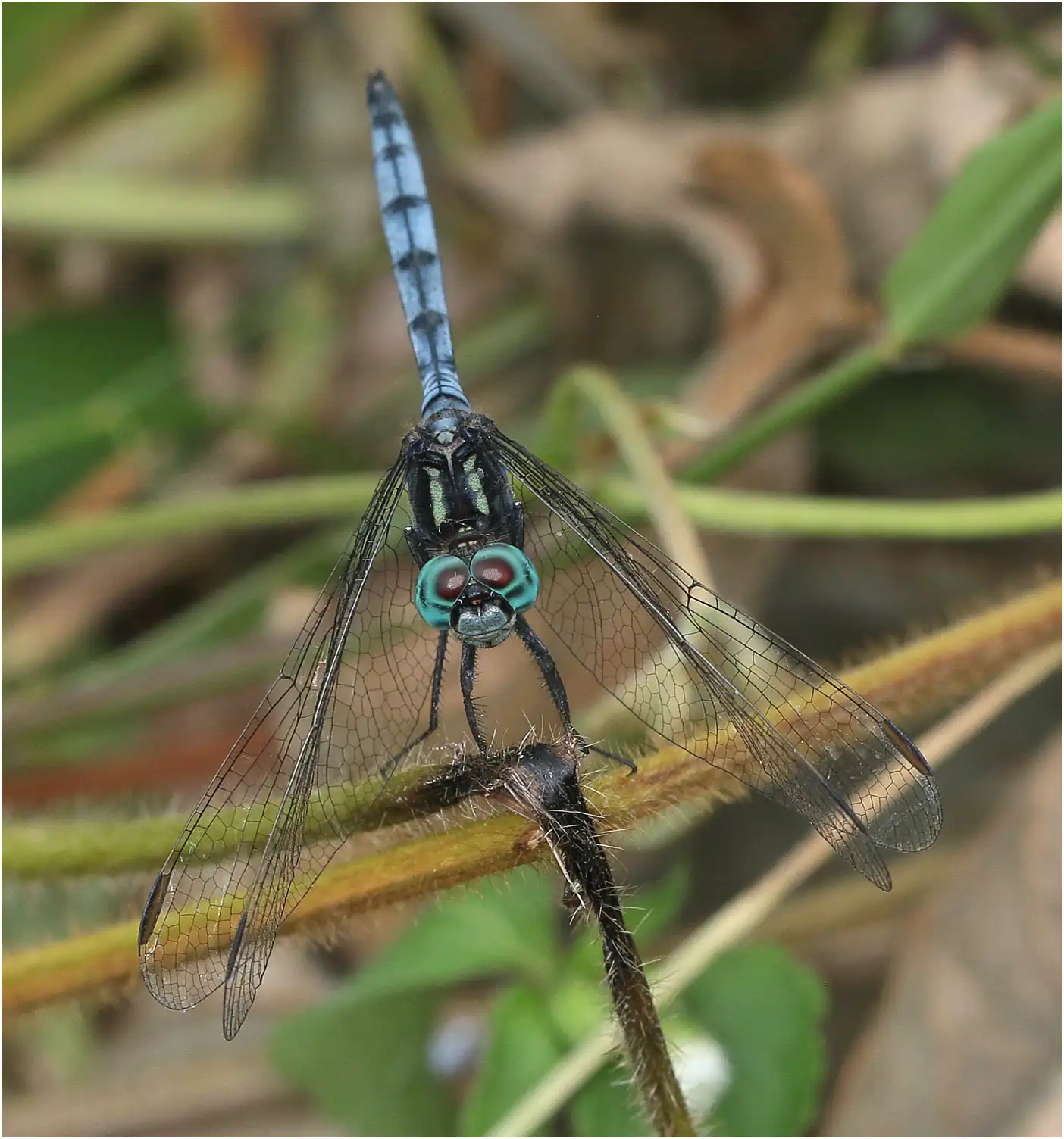 Dark-shouldered Skimmer male, Ghana, Ankasa, 19/01/2026