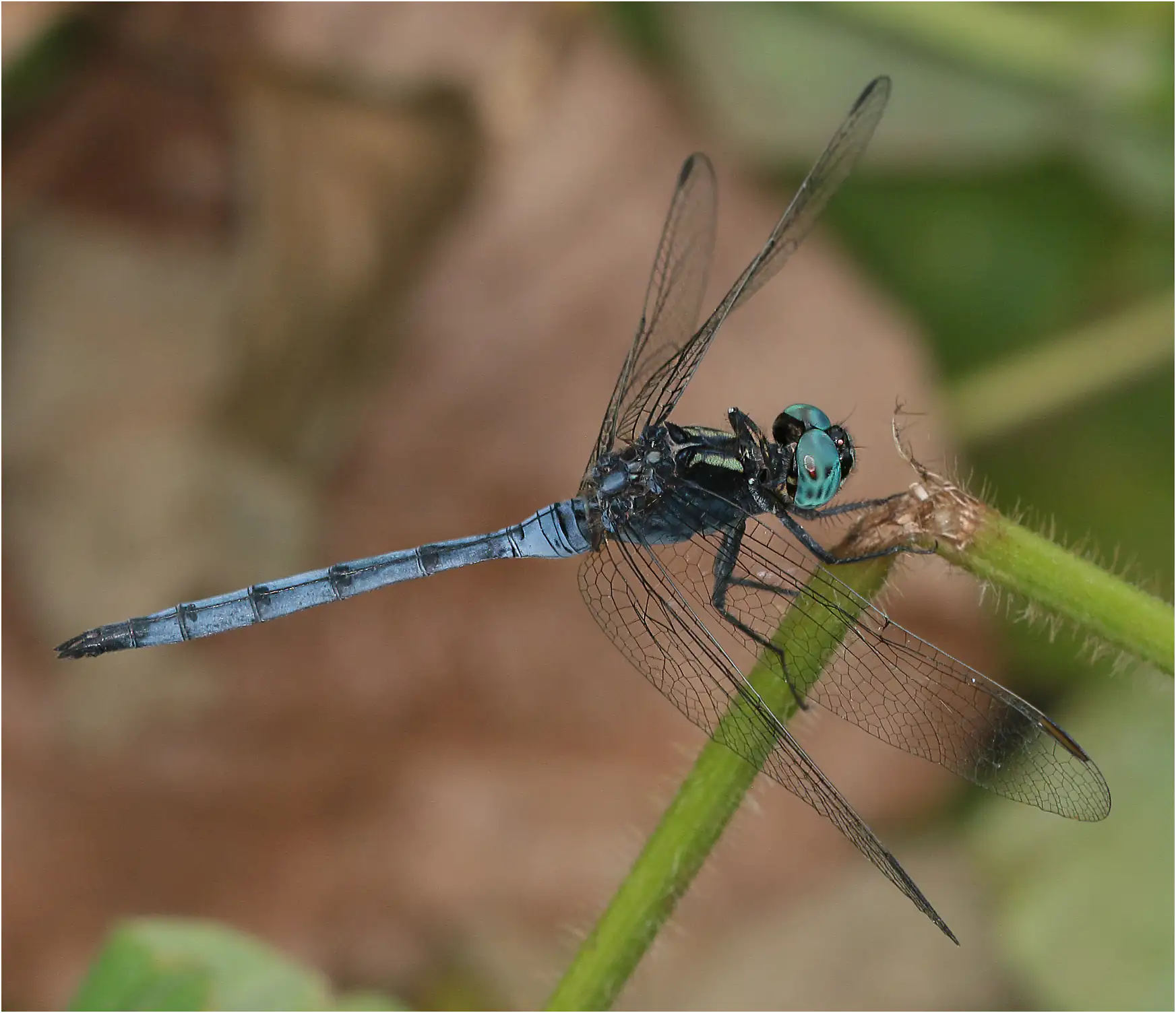 Orthetrum hintzi mâle, Ghana, Ankasa, 19/01/2026