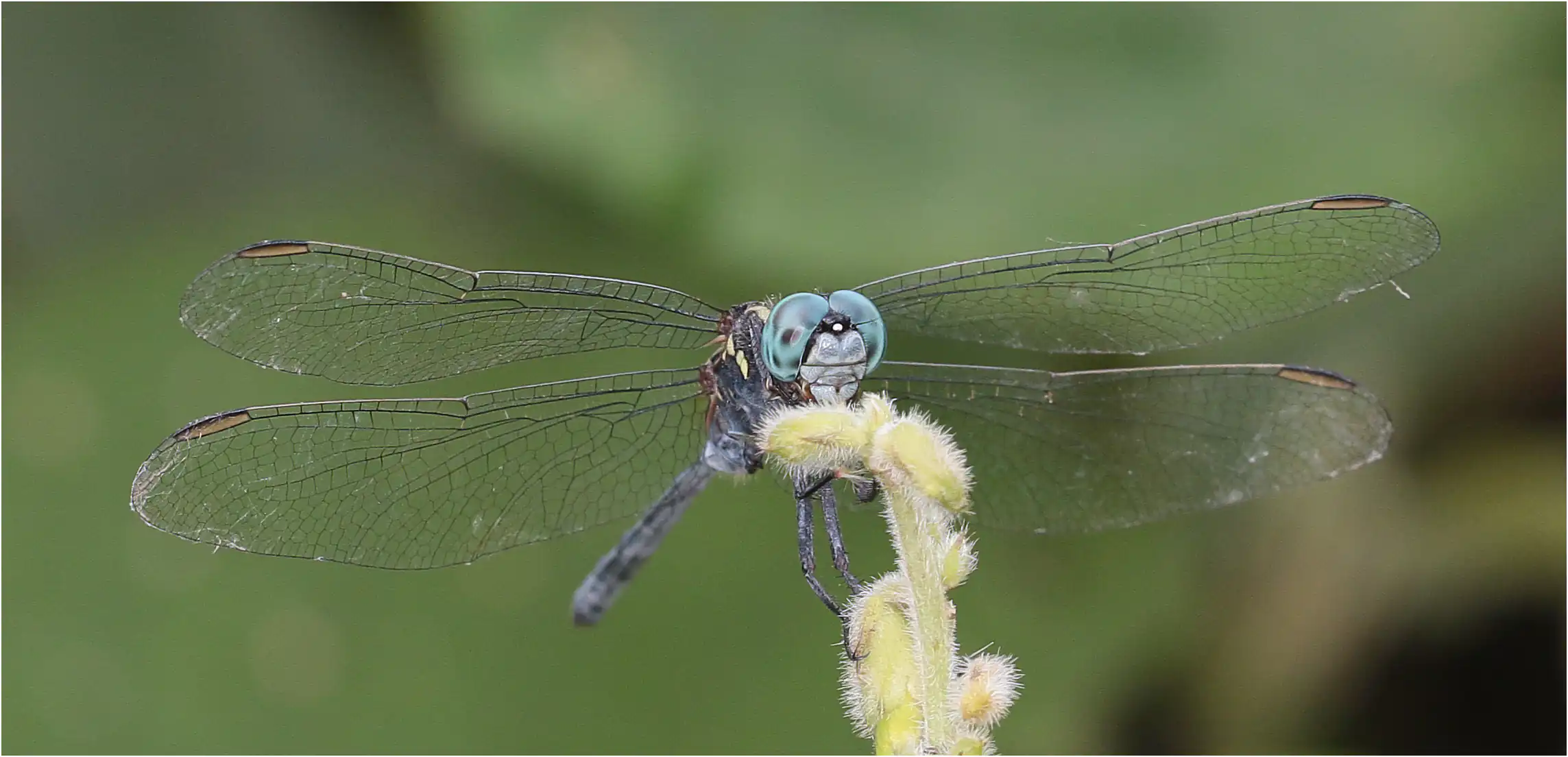 Orthetrum hintzi mâle, Ghana, Onuem Nyambibe Shelterbelt Forest Reserve, 21/01/2026