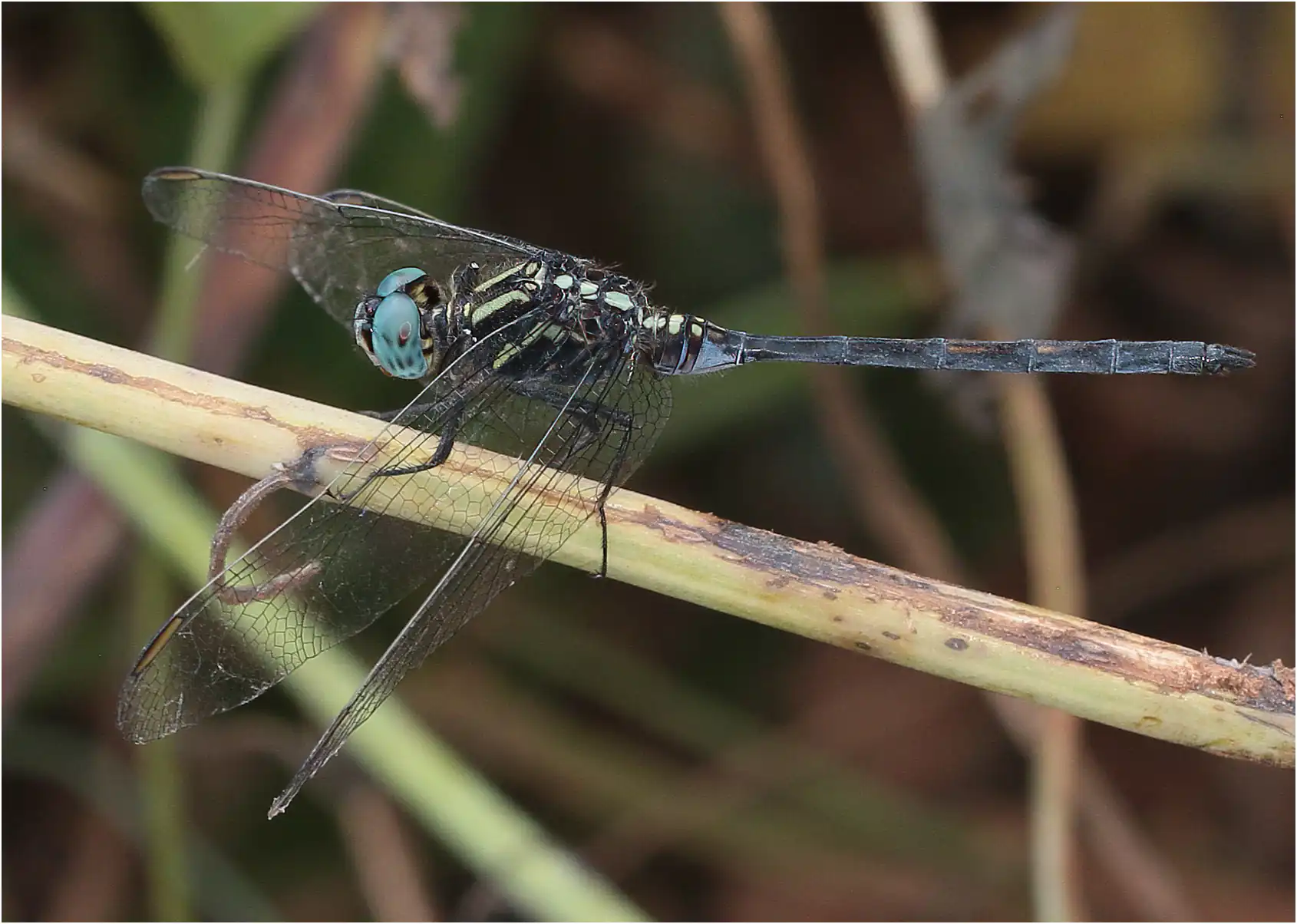 Orthetrum hintzi mâle, Ghana, Onuem Nyambibe Shelterbelt Forest Reserve, 21/01/2026