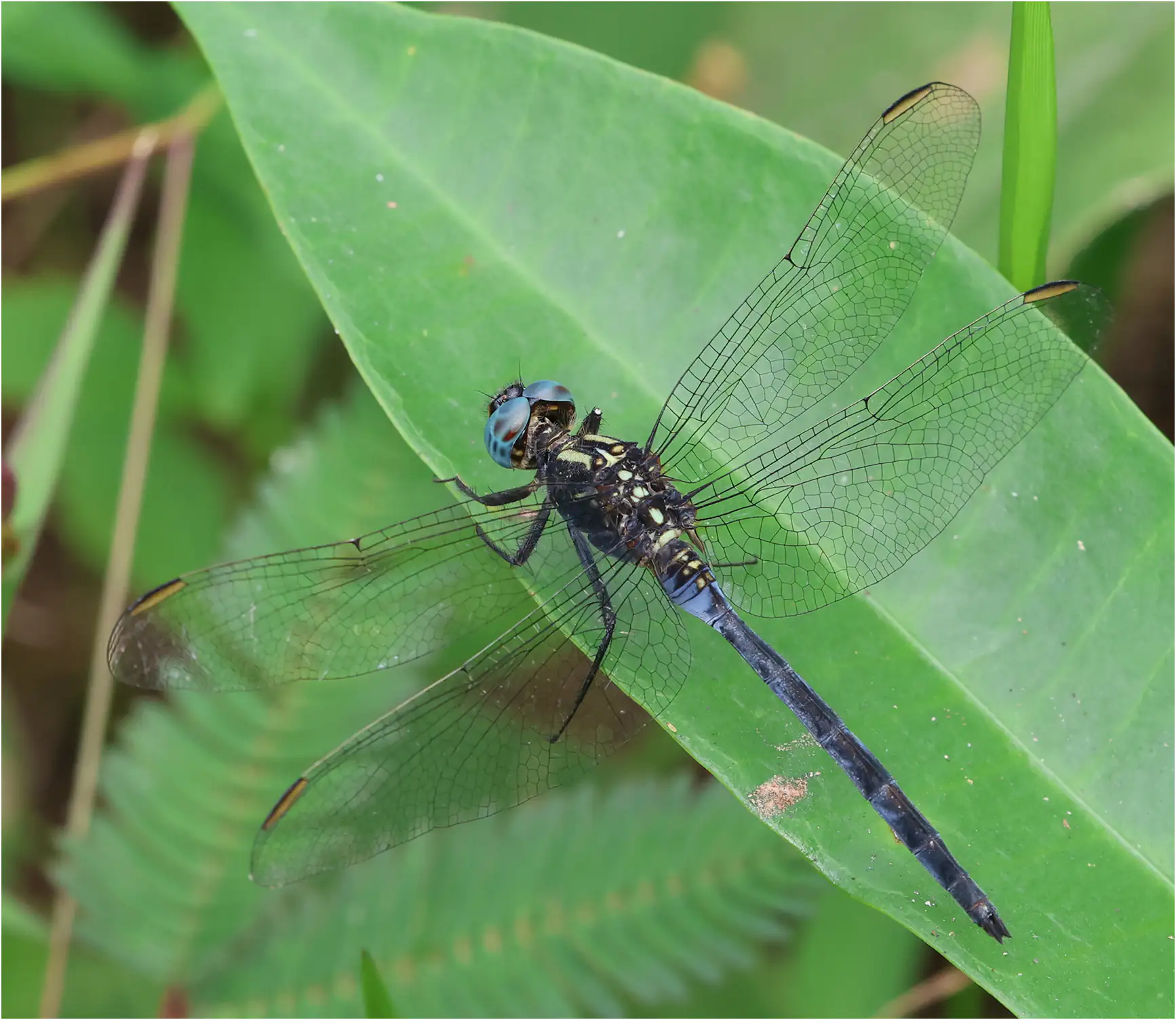 Orthetrum hintzi mâle, Ghana, Kakum N. P., 14/01/2026
