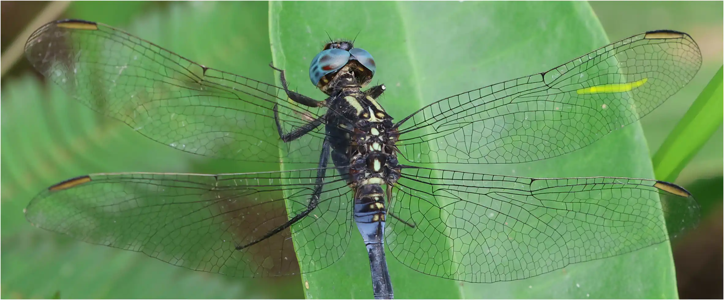 Orthetrum hintzi mâle, Ghana, Kakum N. P., 14/01/2026