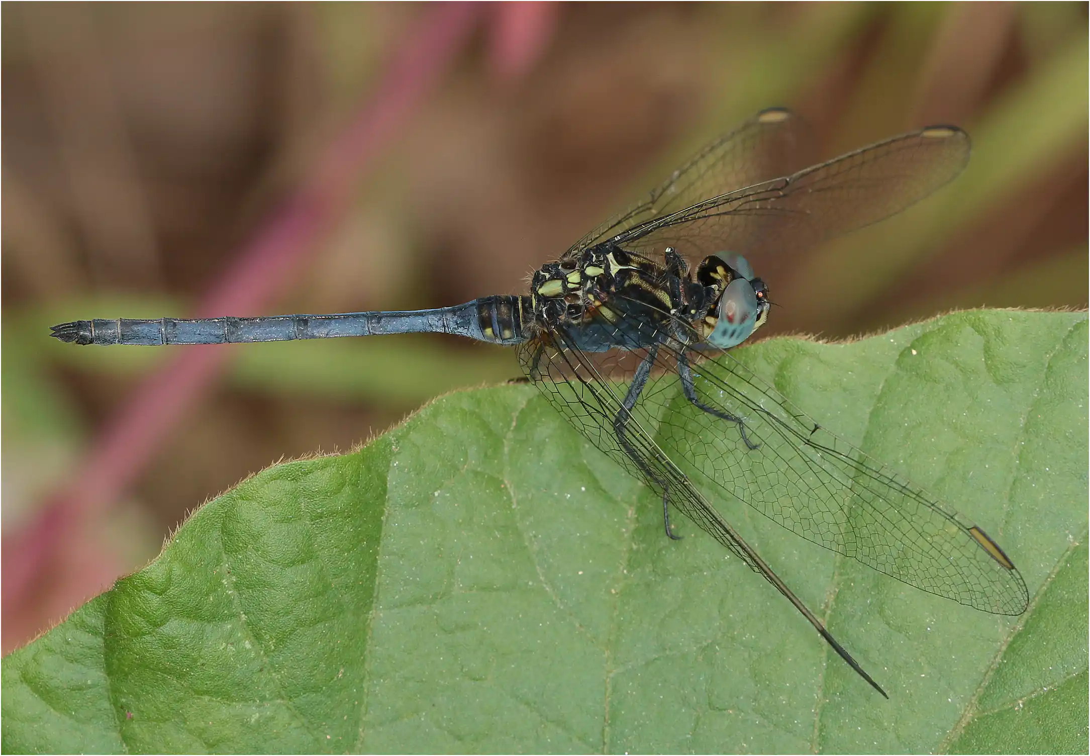 Orthetrum hintzi mâle, Ghana, Ankasa, 19/01/2026