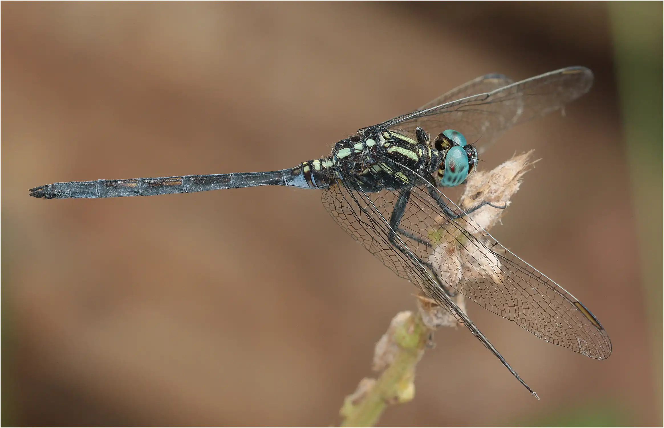 Orthetrum hintzi mâle, Ghana, Onuem Nyambibe Shelterbelt Forest Reserve, 21/01/2026