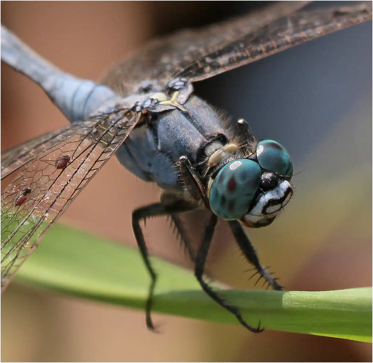 Orthetrum icteromelas mâle, Ghana, Ejisu, 22/01/2026