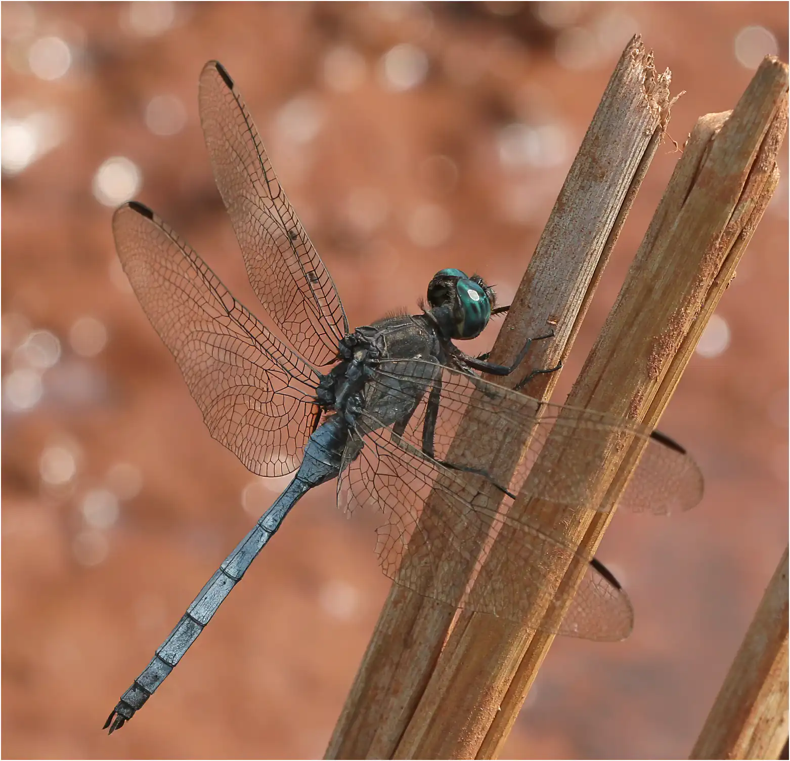 Orthetrum icteromelas mâle, Ghana, Ejisu, 22/01/2026