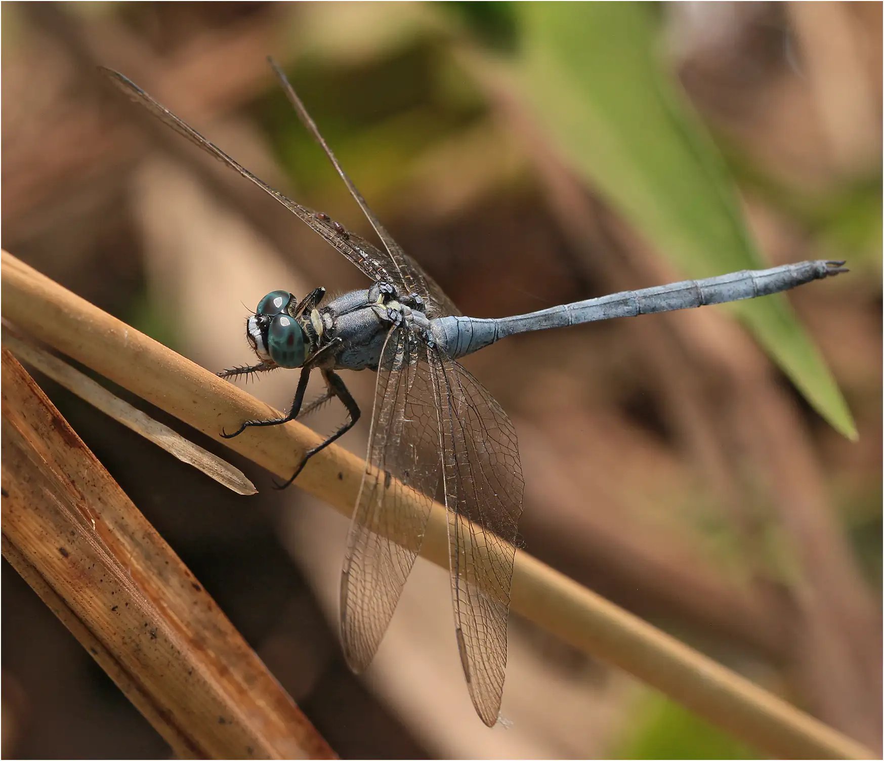 Orthetrum icteromelas mâle, Ghana, Ejisu, 22/01/2026