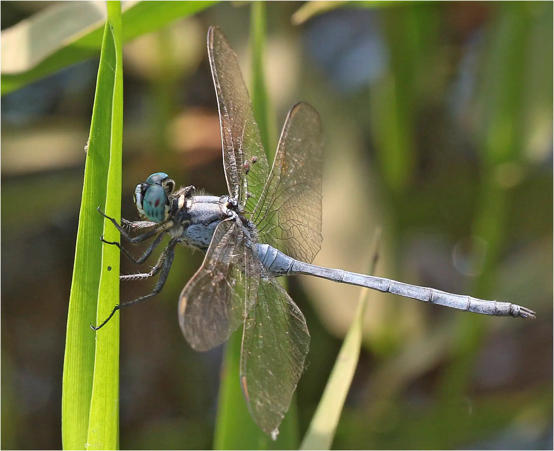 Spectacled Skimmer male, Ghana, Ejisu, 22/01/2026
