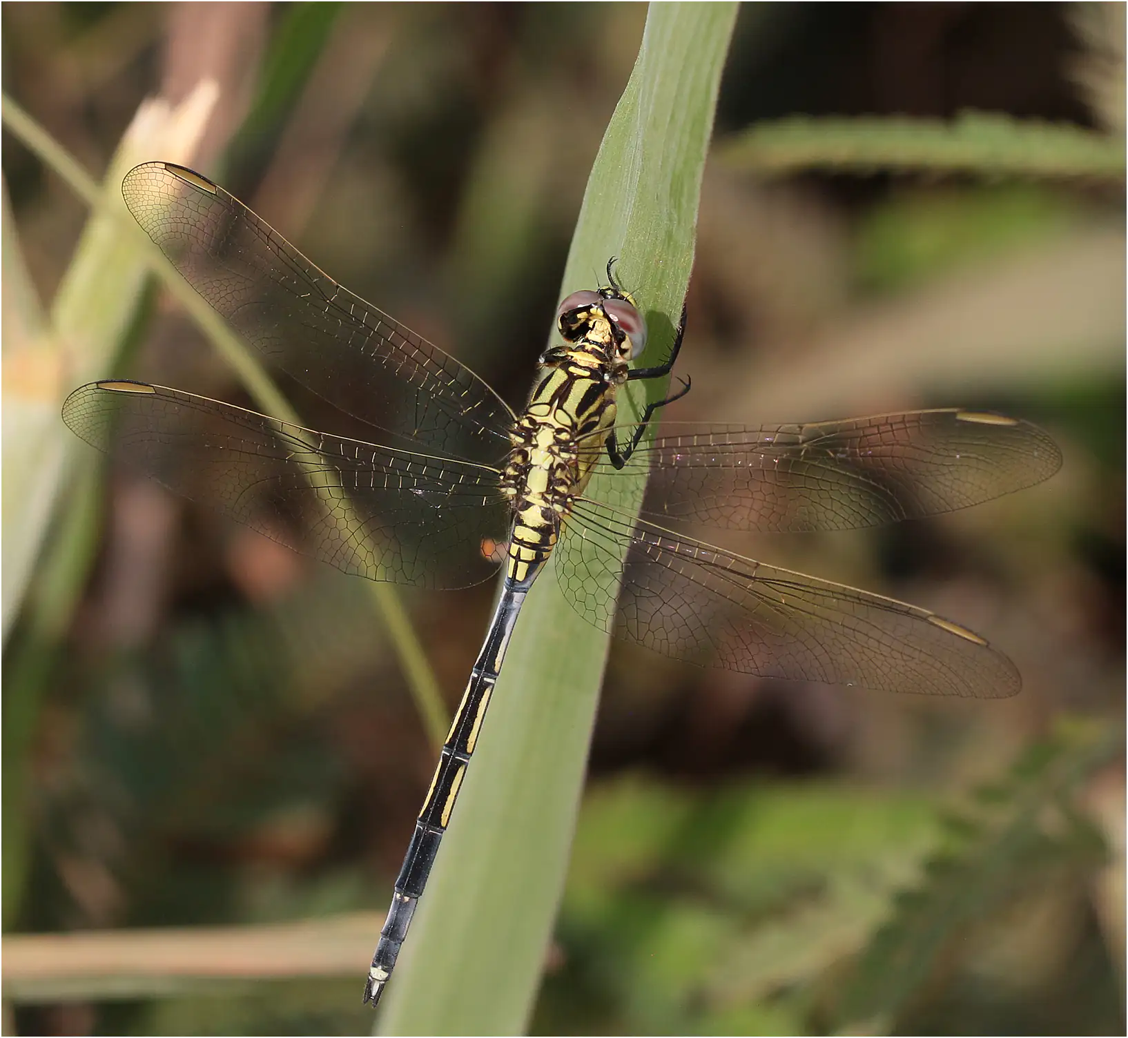 Spectacled Skimmer immature male, Ghana, Ejisu, 22/01/2026
