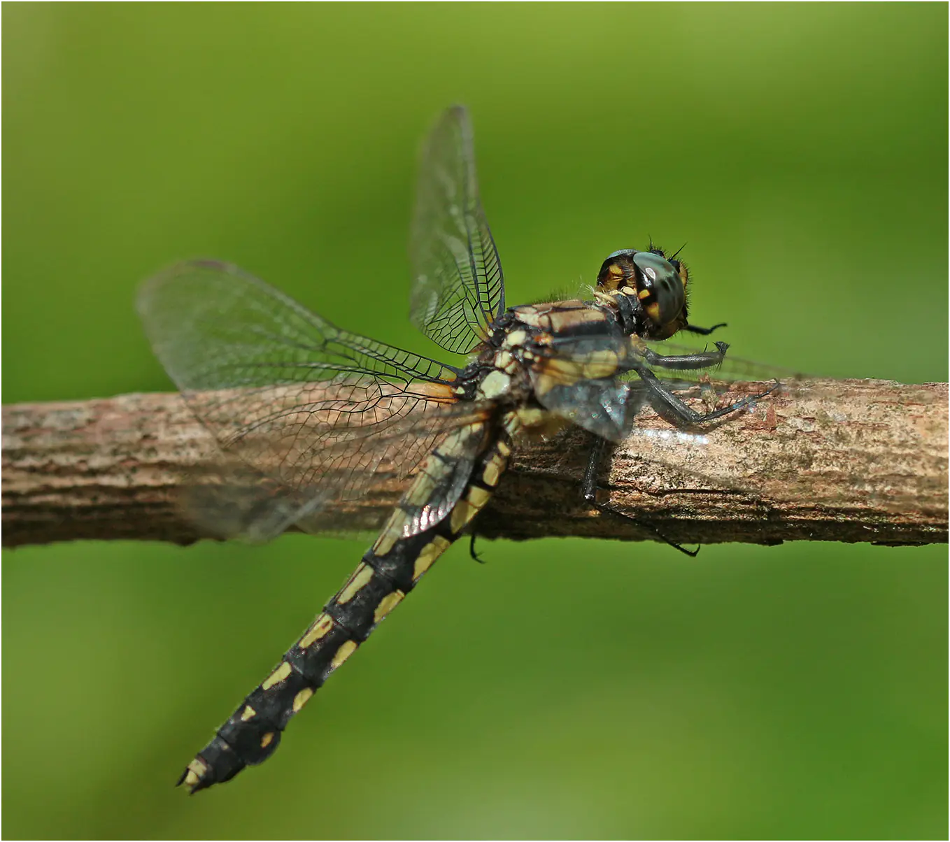 Orthetrum internum femelle, Vietnam, Pia Oac, le 5 juin 2018