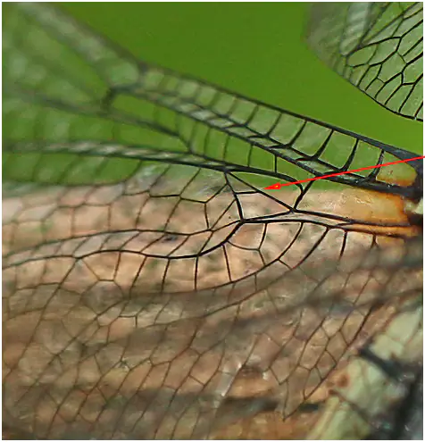 Orthetrum internum femelle, triangle postérieur, Vietnam, Pia Oac, le 5 juin 201