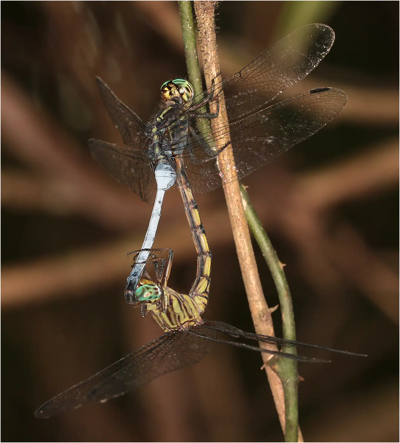 Orthetrum julia accouplement, Ghana, Atewa Forest Reserve, 23/01/2026