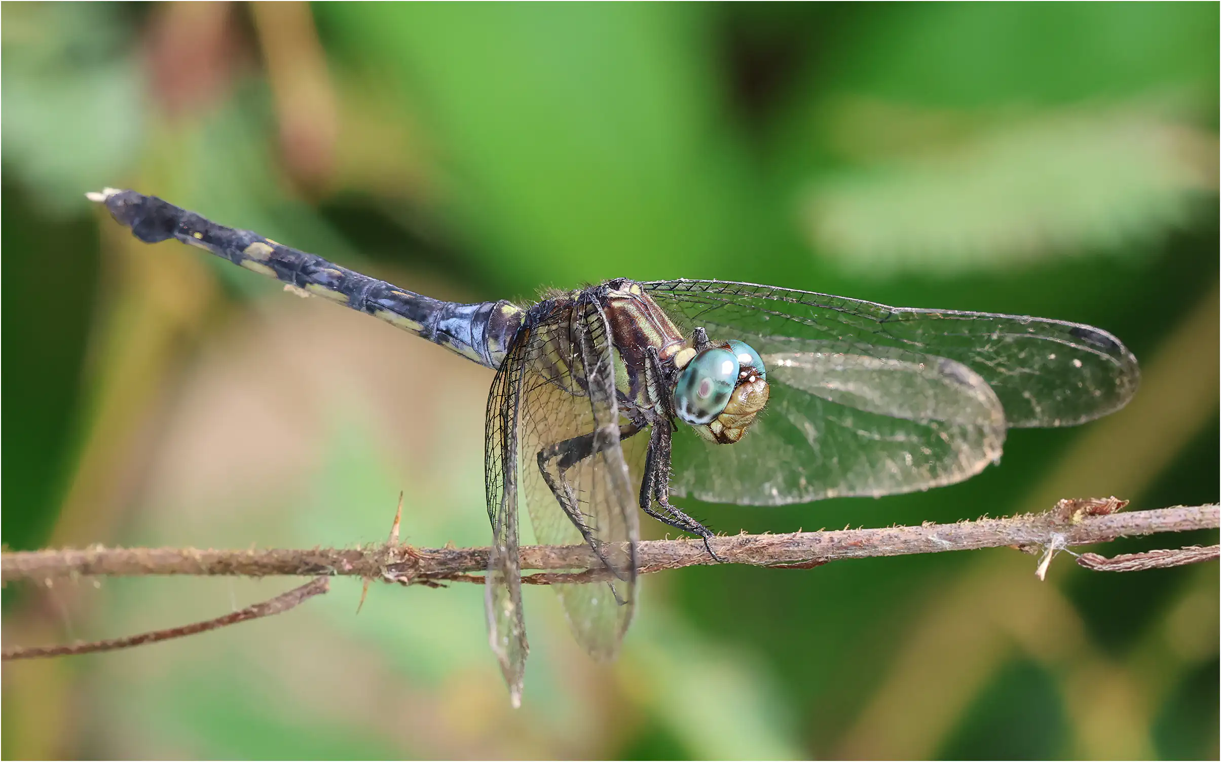 Orthetrum julia femelle, Ghana, Kakum N. P., 14/01/2026