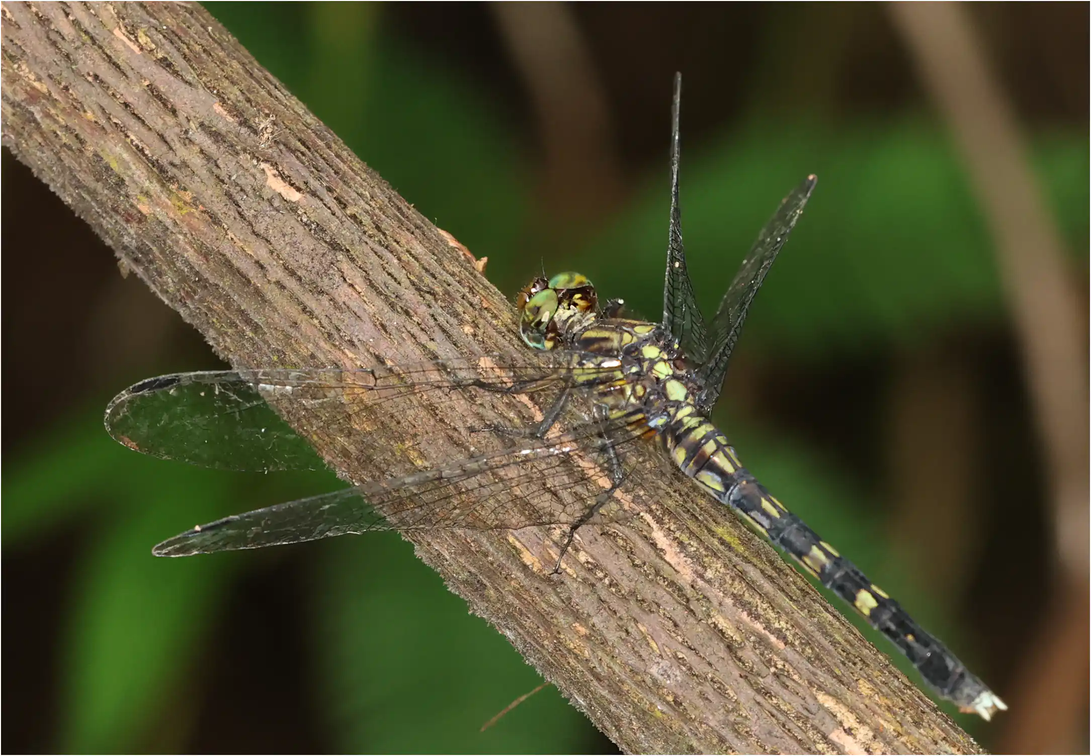 Orthetrum julia femelle, Ghana, Kakum N. P., 14/01/2026