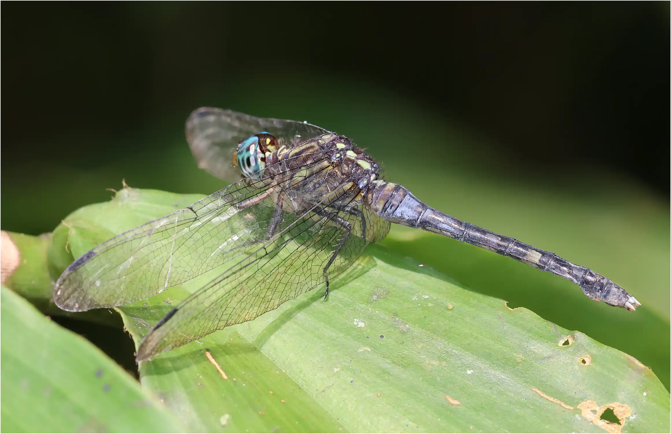 Orthetrum julia femelle, Ghana, Kakum N. P., 14/01/2026