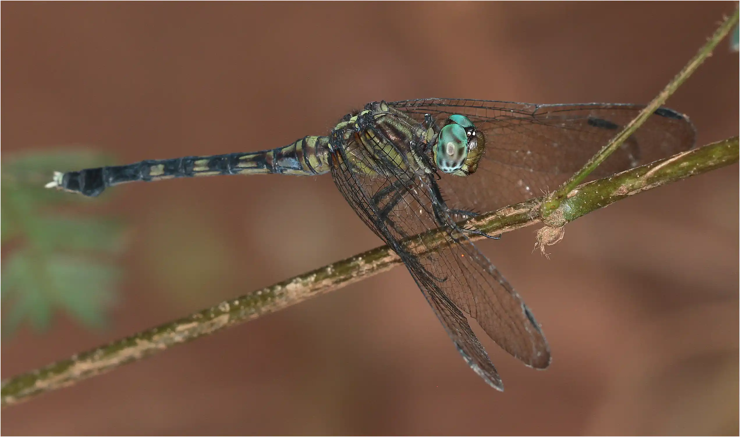 Julia Skimmer female, Ghana, Atewa Forest Reserve, 23/01/2026