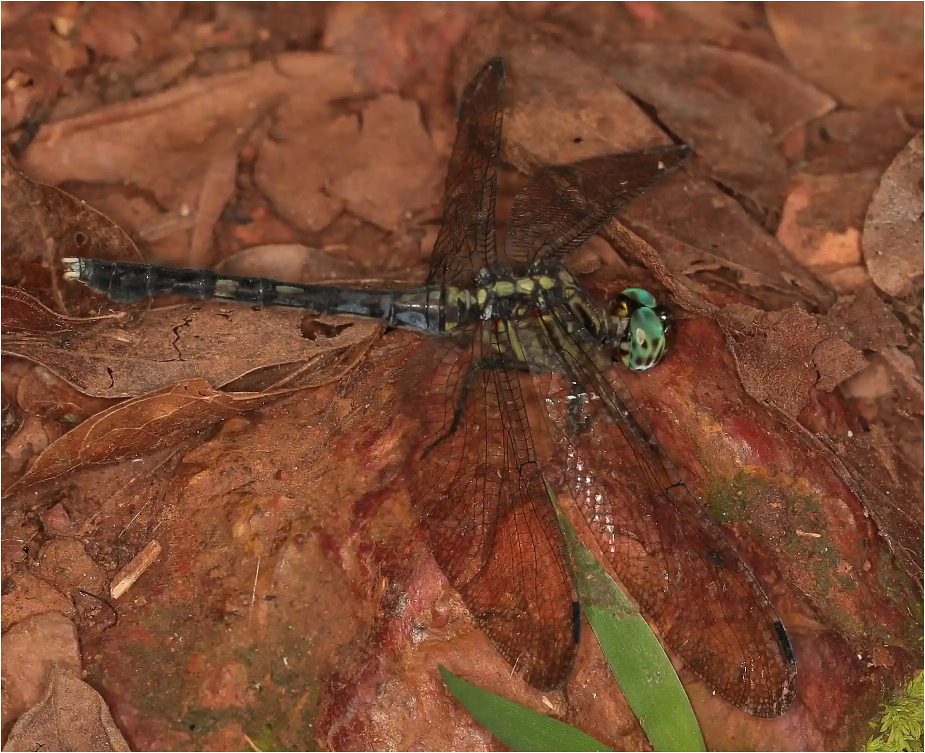 Julia Skimmer female, Ghana, Atewa Forest Reserve, 23/01/2026
