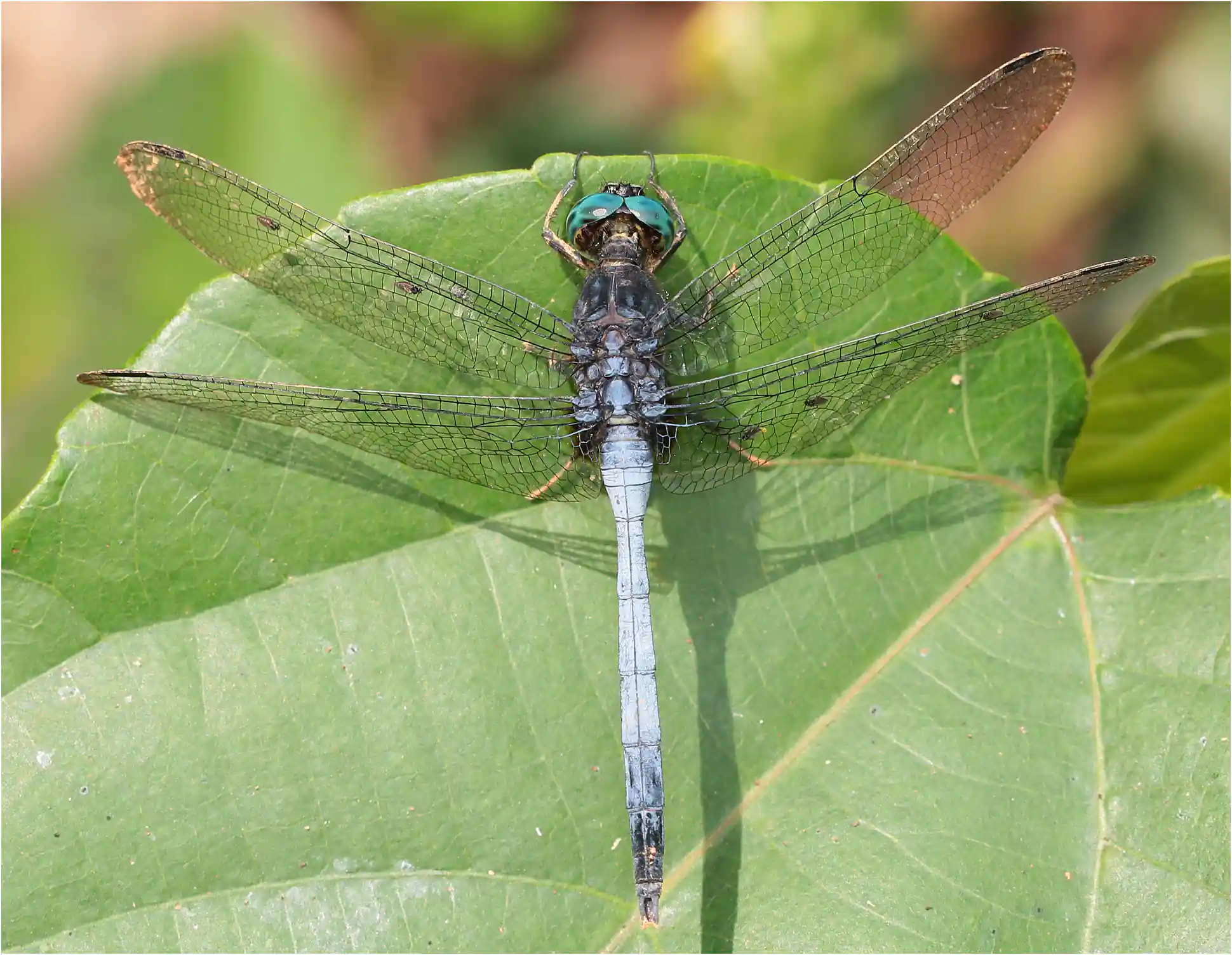 Orthetrum julia mâle, Ghana, Atewa Forest Reserve, 23/01/2026