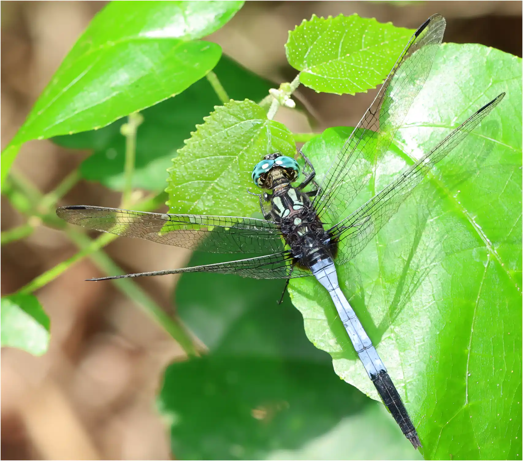 Orthetrum julia mâle, Ghana, Kakum N. P., 13/01/2026