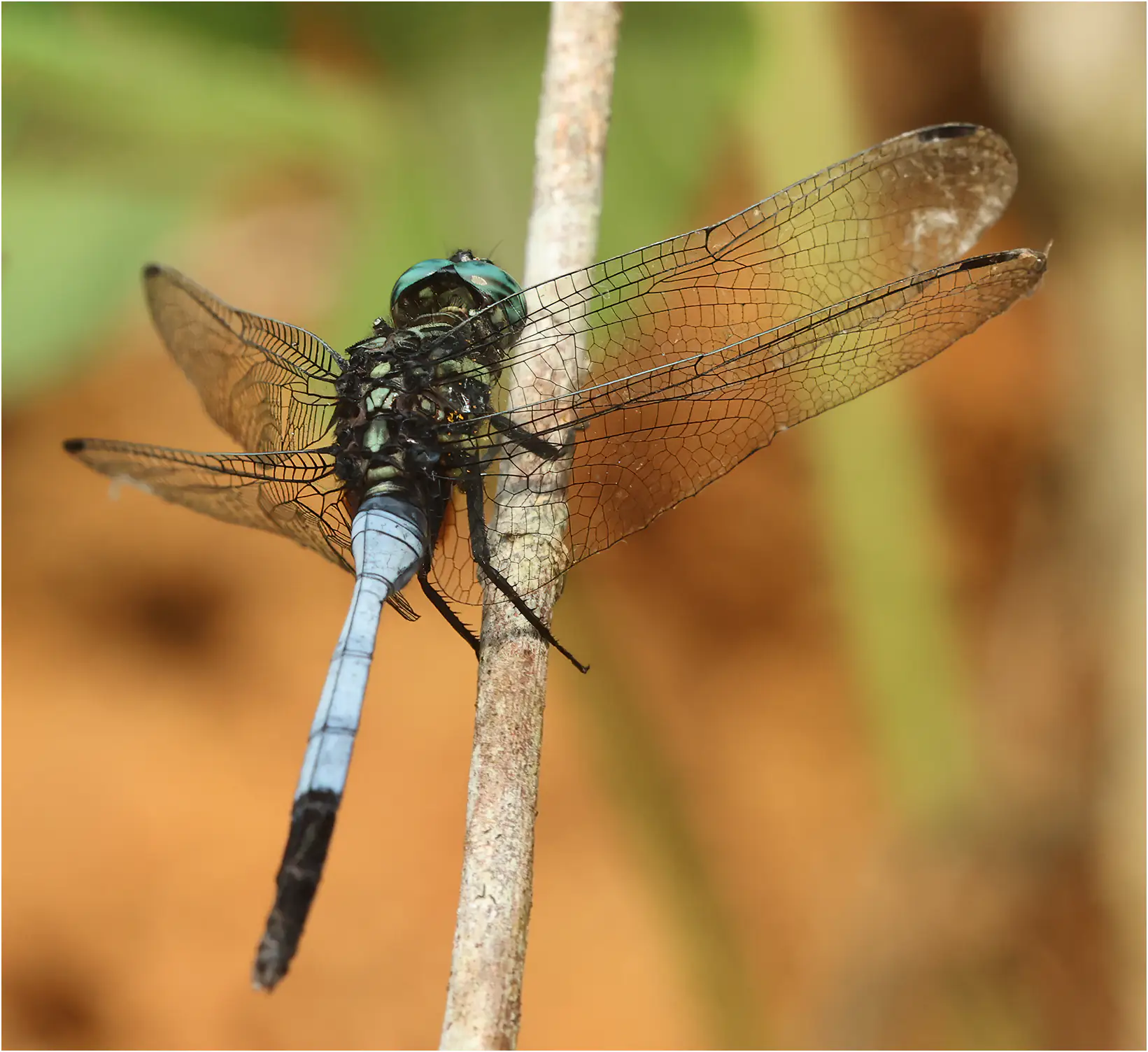 Orthetrum julia mâle, Ghana, Kakum N. P., 14/01/2026