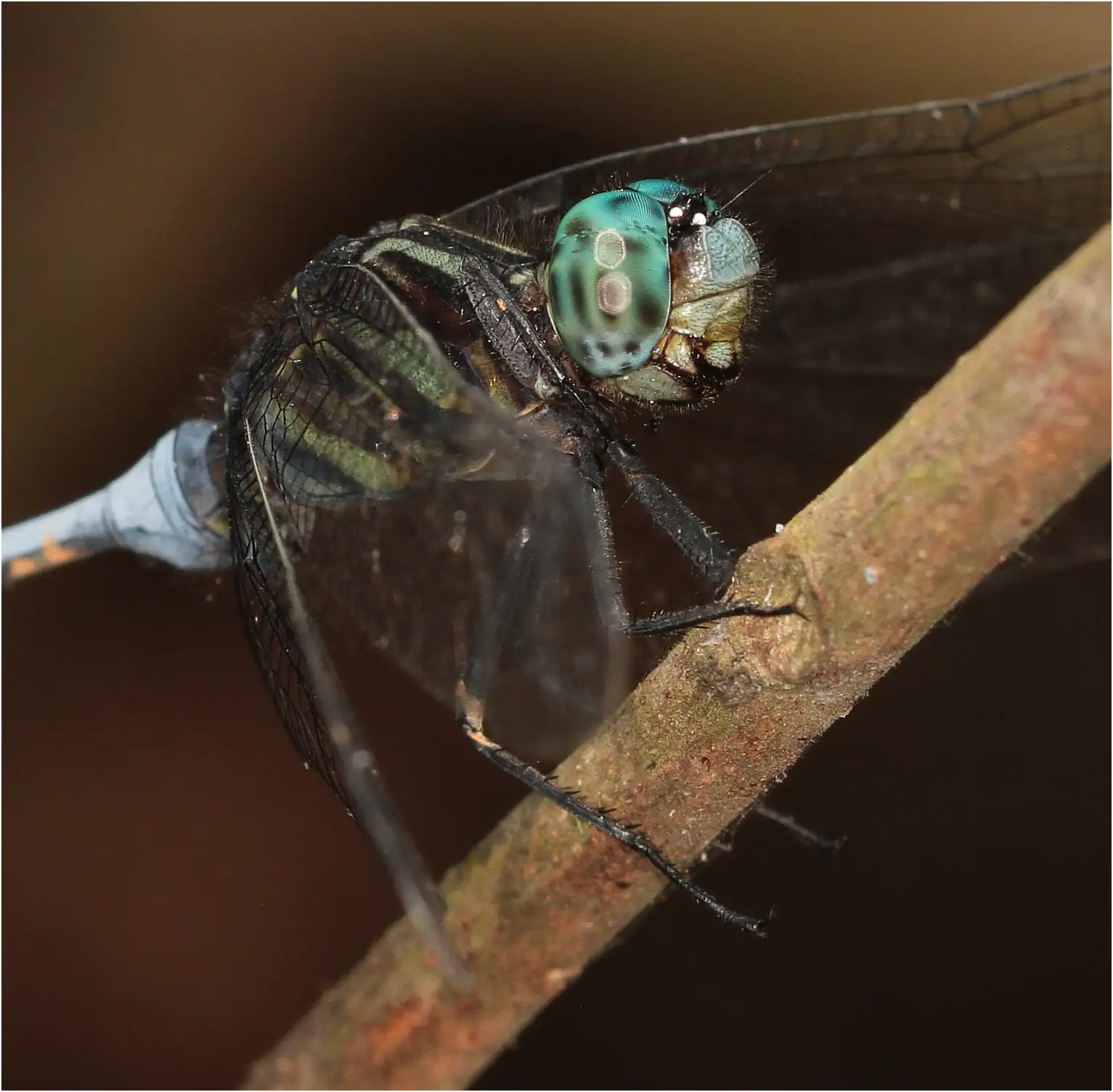 Julia Skimmer male de l'accouplement, Ghana, Atewa Forest Reserve, 23/01/2026
