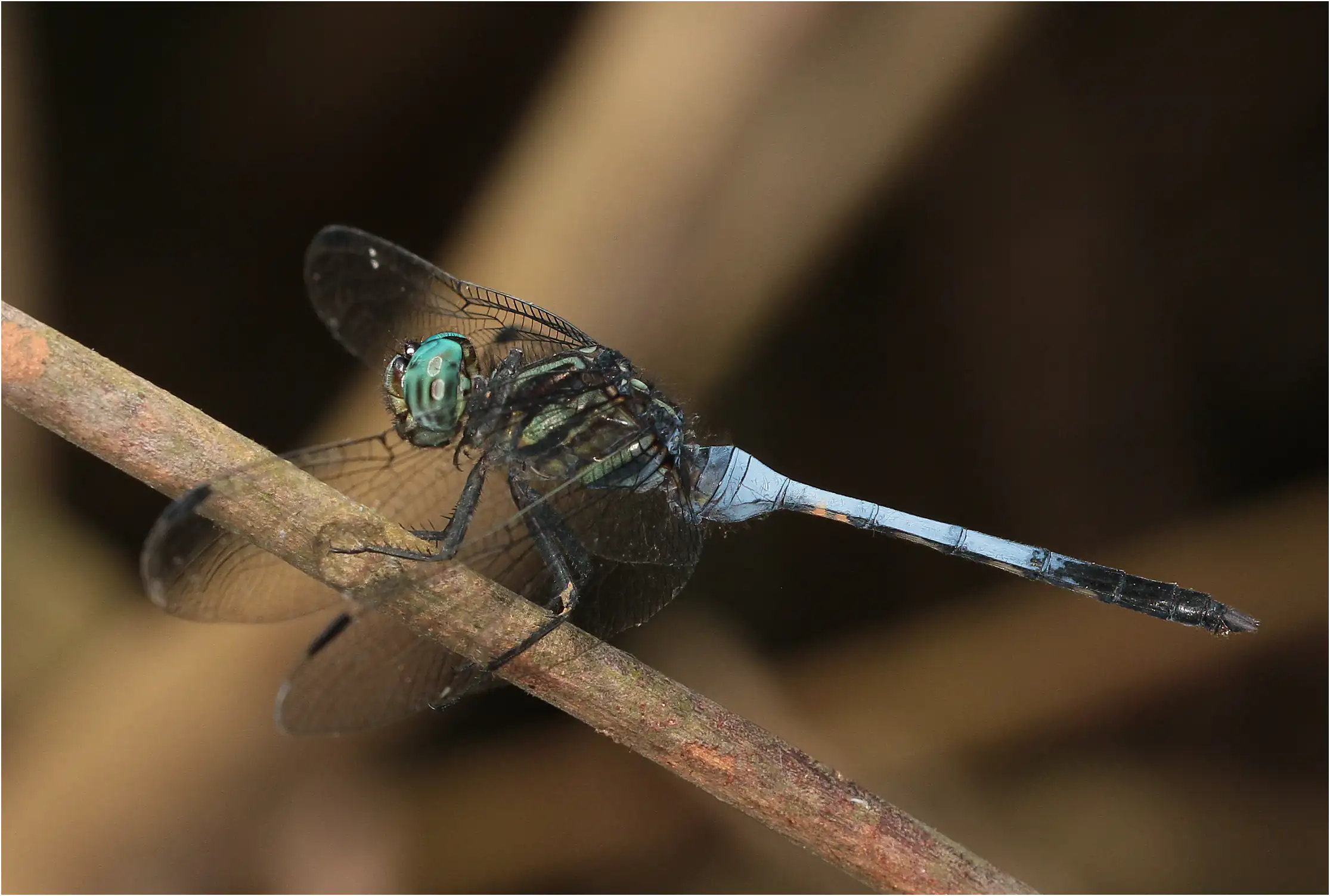 Julia Skimmer male de l'accouplement, Ghana, Atewa Forest Reserve, 23/01/2026