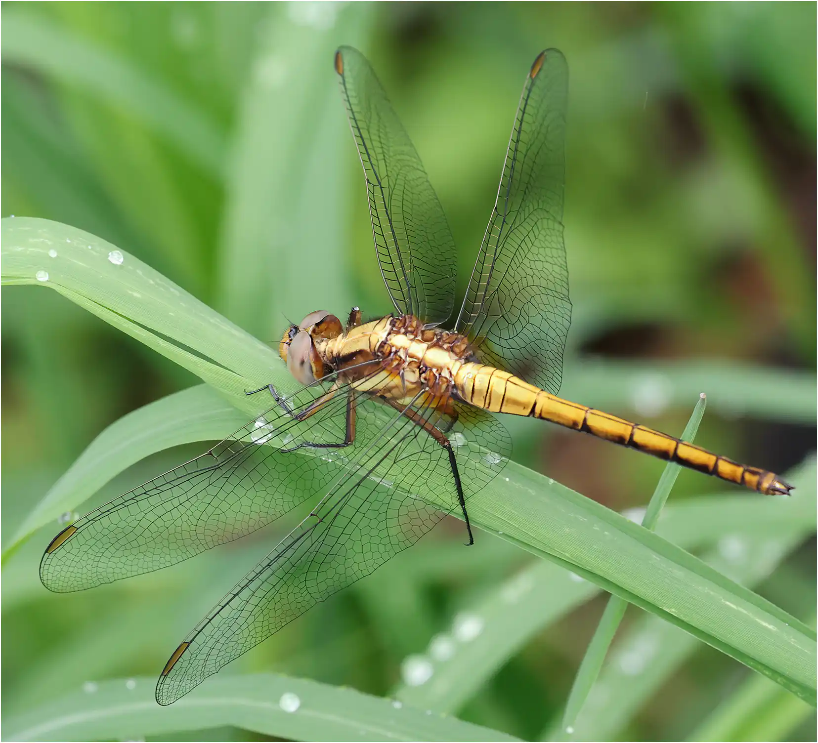 Orthetrum glaucum mâle immature, Thaïlande, Ban Luang, Do Inthanon National Park, 03/06/2024
