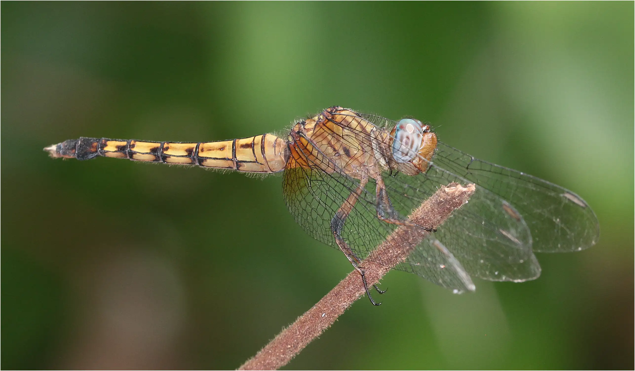 Orthetrum microstigma femelle, Ghana, Shelterbelt Forest Reserve, 21/01/2026