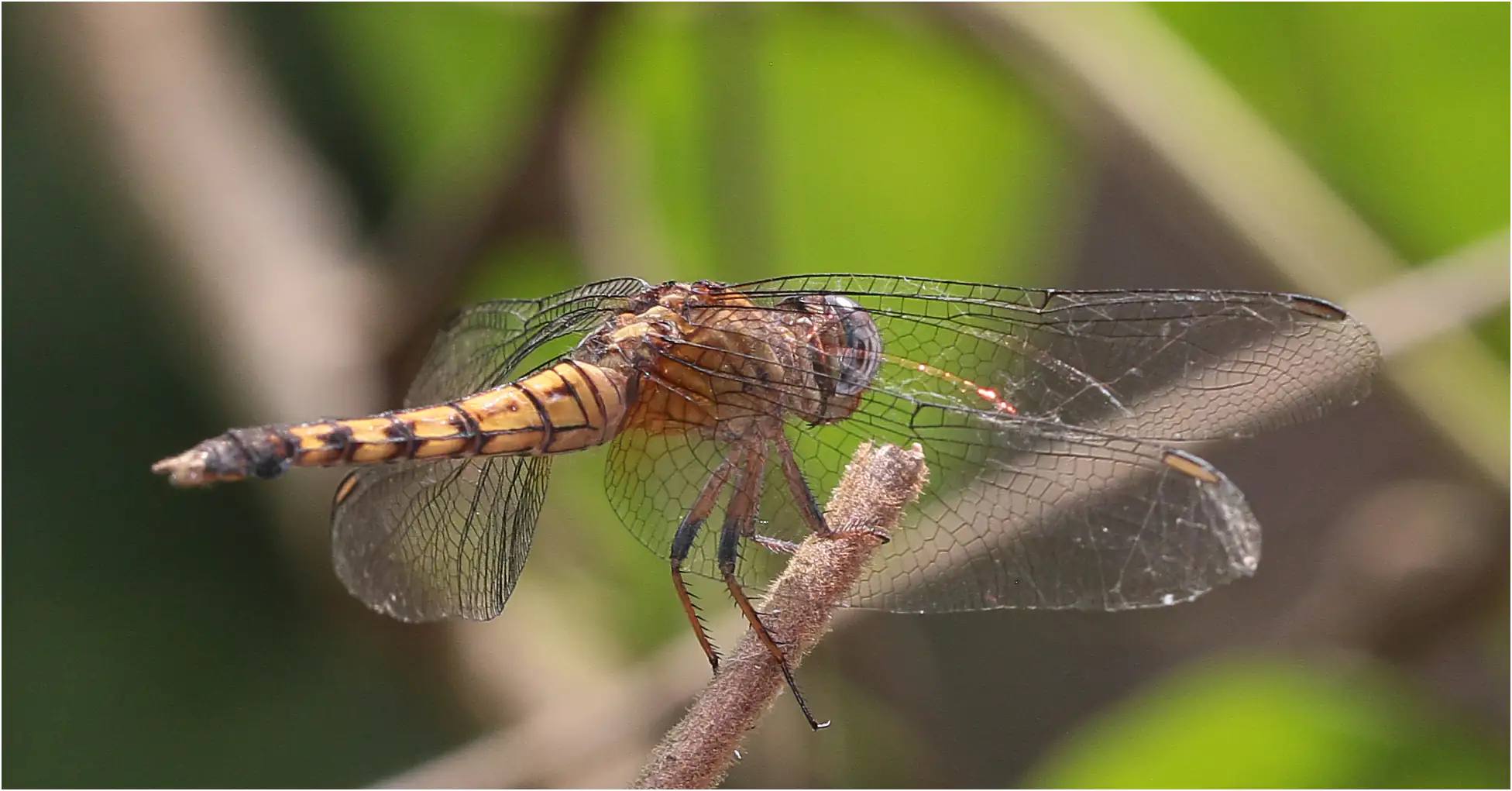 Farmbush Skimmer female, Ghana, Shelterbelt Forest Reserve, 21/01/2026