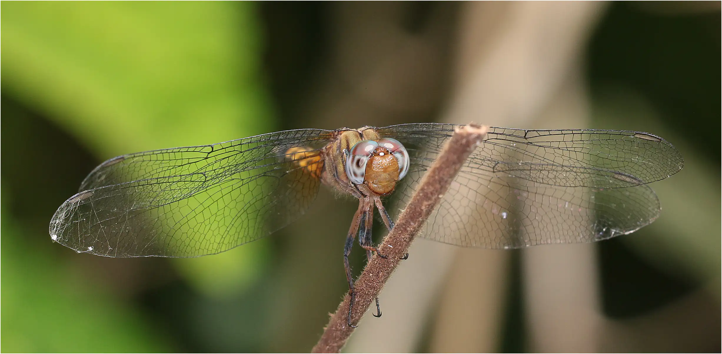 Orthetrum microstigma femelle, Ghana, Shelterbelt Forest Reserve, 21/01/2026