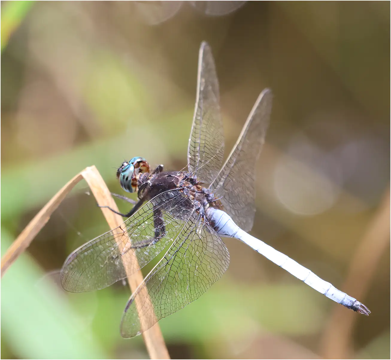 Orthetrum microstigma mâle, Ghana, Kakum NP, 14/01/2026