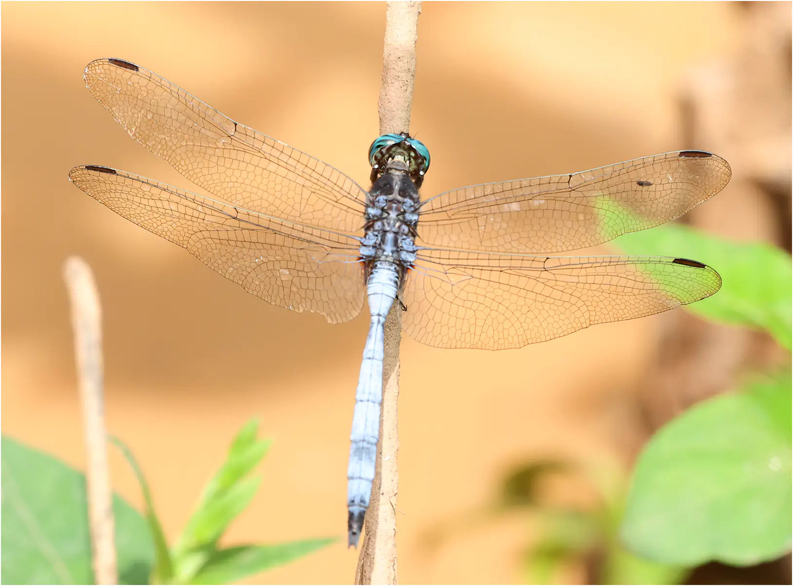 Orthetrum microstigma mâle, Ghana, Ankasa Forest Reserve, 16/01/2026