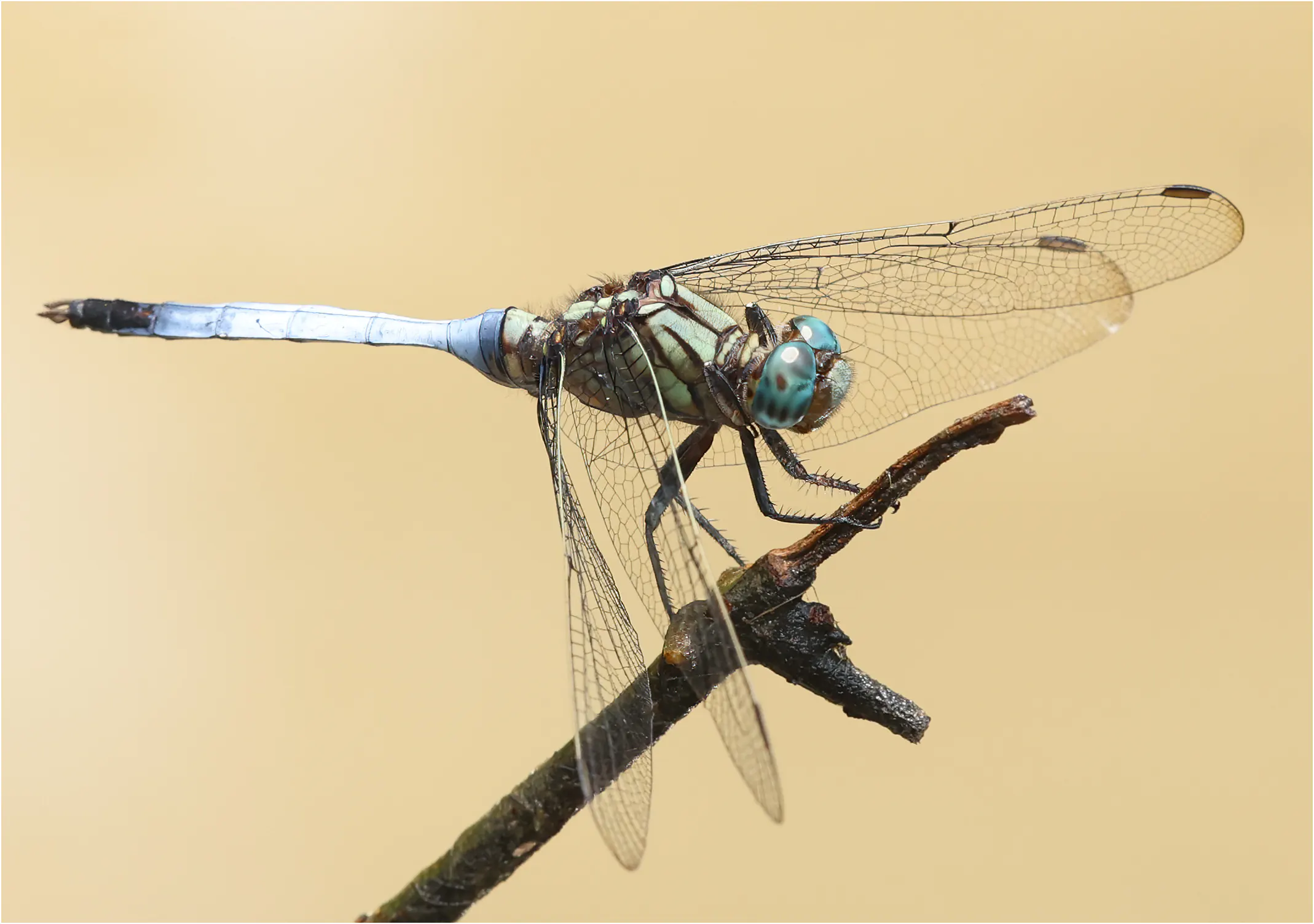 Orthetrum monardi mâle 1, Ghana, Kakum N.P., 14/01/2026