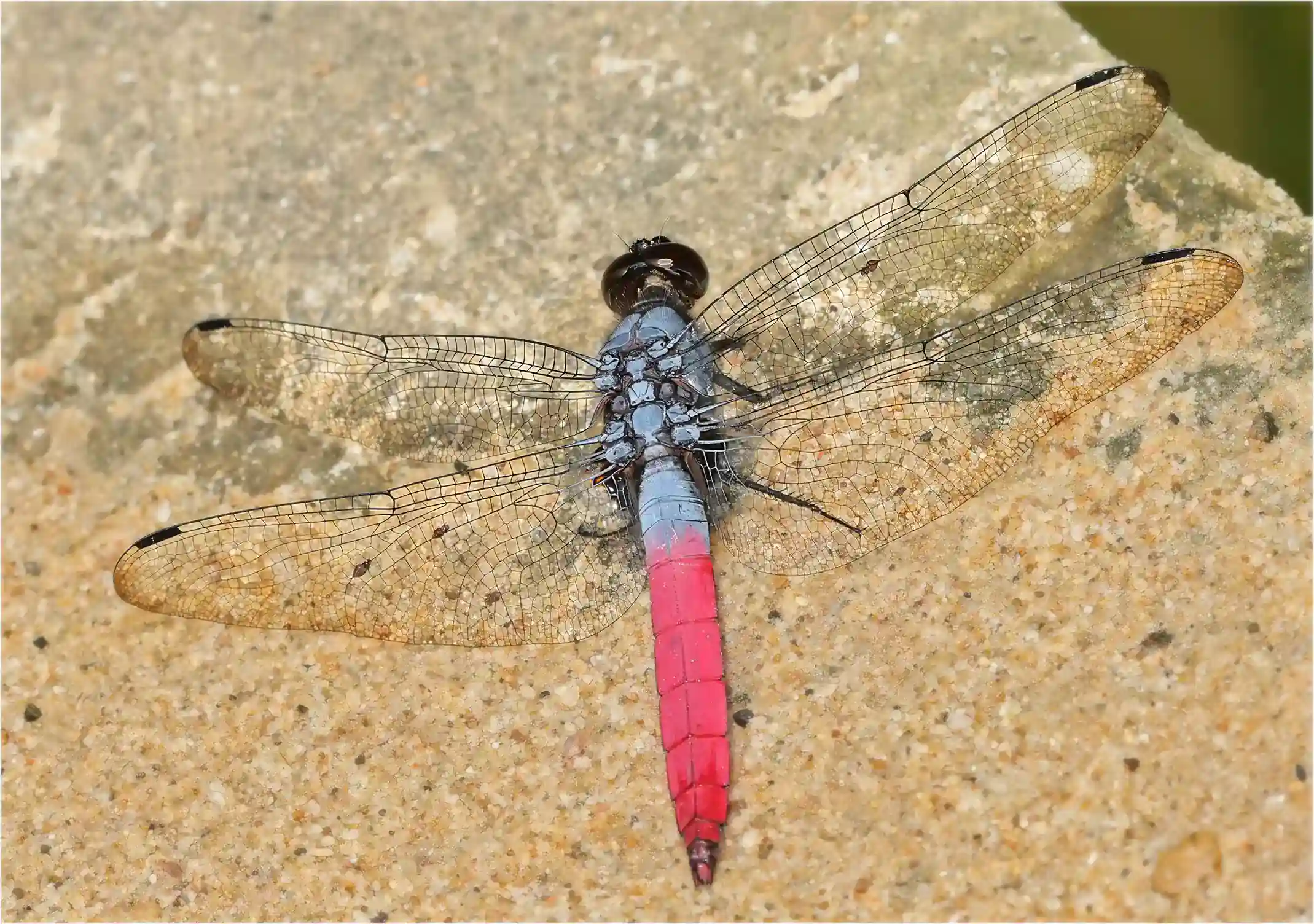 Orthetrum schneideri mâle, Sarawak, Rivière Timuoh, Annah Rais Hot Spring, 24/03/2025
