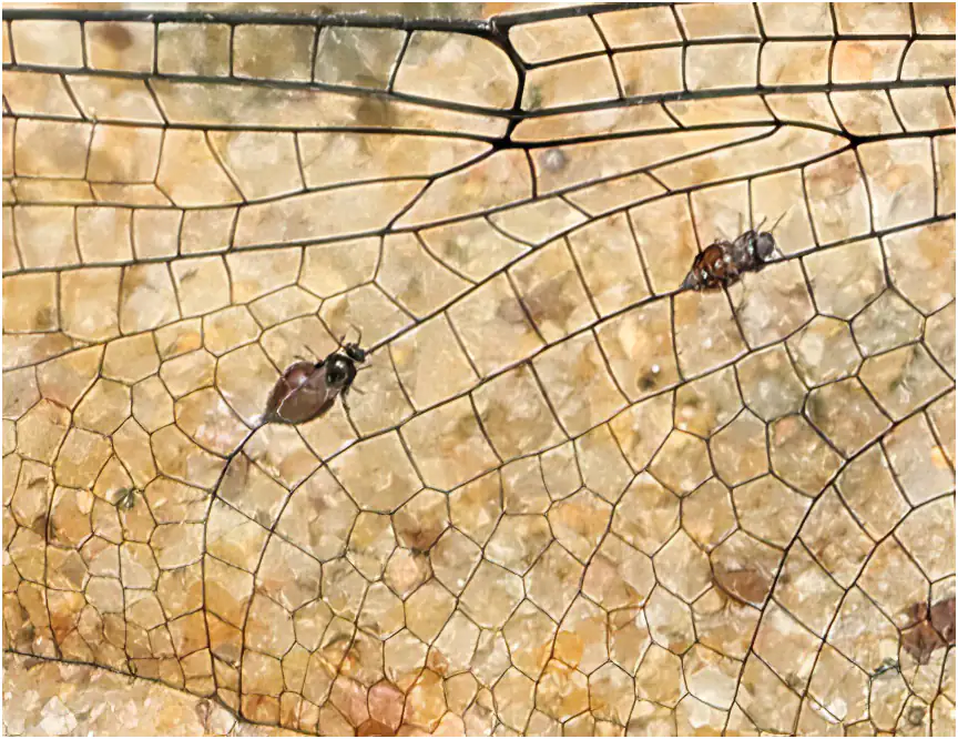 Orthetrum schneideri mâle, Sarawak, Rivière Timuoh, Annah Rais Hot Spring, 24/03/2025