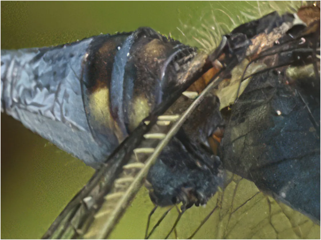Orthetrum sp., genitalia, Ghana, Ankasa, 19/01/2026