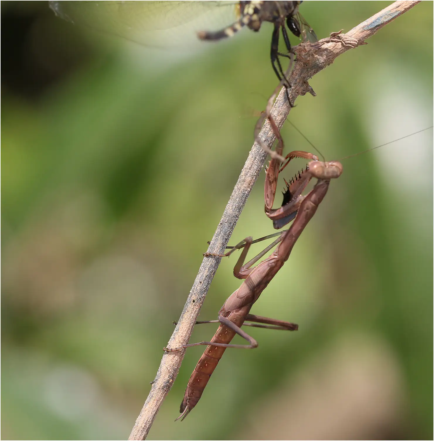 Orthetrum stemmale attaqué par une mante, Ghana, Bobiri Forest Reserve, 22/01/2026